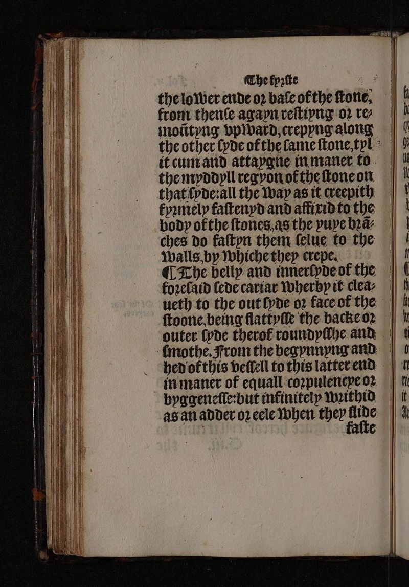 The kyꝛzſte from thenle agayn reſtiyng oꝛ ver moũtyng bpiward, crepyng along the myddyll reg yon ofthe ſtone on that ſyde:all the way as it creepith kyꝛmely faſtenyd and affixid to the ches do kaſtyn them lelue to the Walls, by whiche they crepe. ¶ The belly and innerſyde of the foꝛelaid (ede cariar wherby it clea⸗ ftoone.being flattyſle the backe oꝛ byggeneſſe: but infinitely wꝛithid