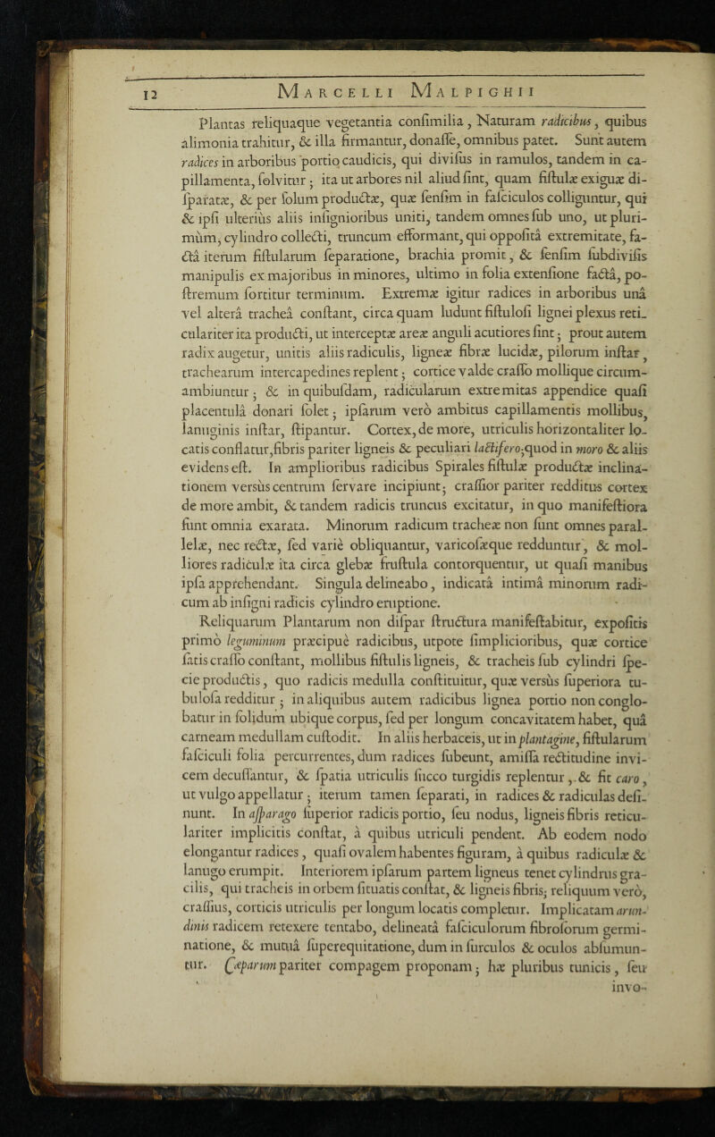 Plantas reliquaque vegetantia confimilia, Naturam radklbm, quibus alimonia trahitur, & illa firmantur, donafle, omnibus patet. Sunt autem in arboribus portiq caudicis, qui divifus in ramulos, tandem in ca¬ pillamenta, folvitur; ita ut arbores nil aliud fint, quam fiftuk exiguae di- iparatcV, & per folum produdae, quae fenfim in fafciculos colliguntur, qui &ipfi ulterius aliis inlignionbus uniti, tandem omnes fiib uno, ut pluri¬ mum, cylindro colledi, truncum efformant, qui oppofita extremitate, fa- (fia iterum fiftularum leparatione, brachia promit, & fenfim fubdivifis manipulis ex majoribus in minores, ultimo in folia extenfione fad:a, po- ftremum fortitur terminum. Extremae igitur radices in arboribus una vel altera trachea conflant, circa quam ludunt fiflulofi lignei plexus reti, culariter ita produdi, ut interceptae areae anguli acutiores fint j prout autem radix augetur, unitis aliis radiculis, ligneae fibrae lucidae, pilorum inflar, trachearum intercapedines replent • cortice valde craffo mollique circum- ambiuntur j & in quibufdam, radicularum extremitas appendice quafi placentula donari fblet j ipfarum vero ambitus capillamentis mollibus, lanuginis inflar, flipantur. Cortex, de more, utriculis horizontaliter 1q_ catis conflatur,fibris pariter ligneis &c peculiari laBifero-^c^nod in moro 8c aliis evidens efl. In amplioribus radicibus Spirales fiflulae produdae inclina¬ tionem versus centrum fervare incipiunt j craflior pariter redditus cortex de more ambit, 8c tandem radicis truncus excitatur, in quo manifeftiora fiint omnia exarata. Minorum radicum tracheae non funt omnes paral¬ lelae, nec redae, fed varie obliquantur, varicofaeque redduntur, Sc mol¬ liores radiculx ita circa glebae fruftula contorquentur, ut quafi manibus ipfa apprehendant. Singula delineabo, indicata intima minorum radi¬ cum ab infigni radicis cylindro emptione. Reliquarum Plantarum non difpar flmdura manifeflabitur, expofitis primo legwninum praecipue radicibus, utpote fimplicioribus, quae cortice fatis craflb conflant, mollibus fiflulis ligneis, & tracheis fub cylindri fpe- cie produdis, quo radicis medulla conflituitur, quae versus fuperiora tu- bulofa redditur j in aliquibus autem radicibus lignea portio non conglo¬ batur in folidum ubique corpus, fed per longum concavitatem habet, qua carneam medullam cuflodit. In aliis herbaceis, ut mplantagine, fiftularum fafciculi folia percurrentes, dum radices fiibeunt, amifla reditudine invi¬ cem decuflantur, Ipatia utriculis fiicco turgidis replentur fit caro, ut vulgo appellatur j iterum tamen feparati, in radices & radiculas deli¬ nunt. In ajparago fiiperior radicis portio, feu nodus, ligneis fibris rcticu- lariter implicitis conflat, a quibus utriculi pendent. Ab eodem nodo elongantur radices, quafi ovalem habentes figuram, a quibus radiculae 8c lanugo erumpit. Interiorem ipfarum partem ligneus tenet cylindrus gra¬ cilis, qui tracheis in orbem fituatis conflat, &c ligneis fibris^ reliquum vero, crafTius, corticis utriculis per longum locatis completur. Implicatam anm-' dinls radicem retexere tentabo, delineata fafciculorum fibroforum germi¬ natione, 8c mutua fuperequitatione, dum in furculos & oculos abfumun- tur. pariter compagem proponamj hie pluribus tunicis, feur ' . invG-