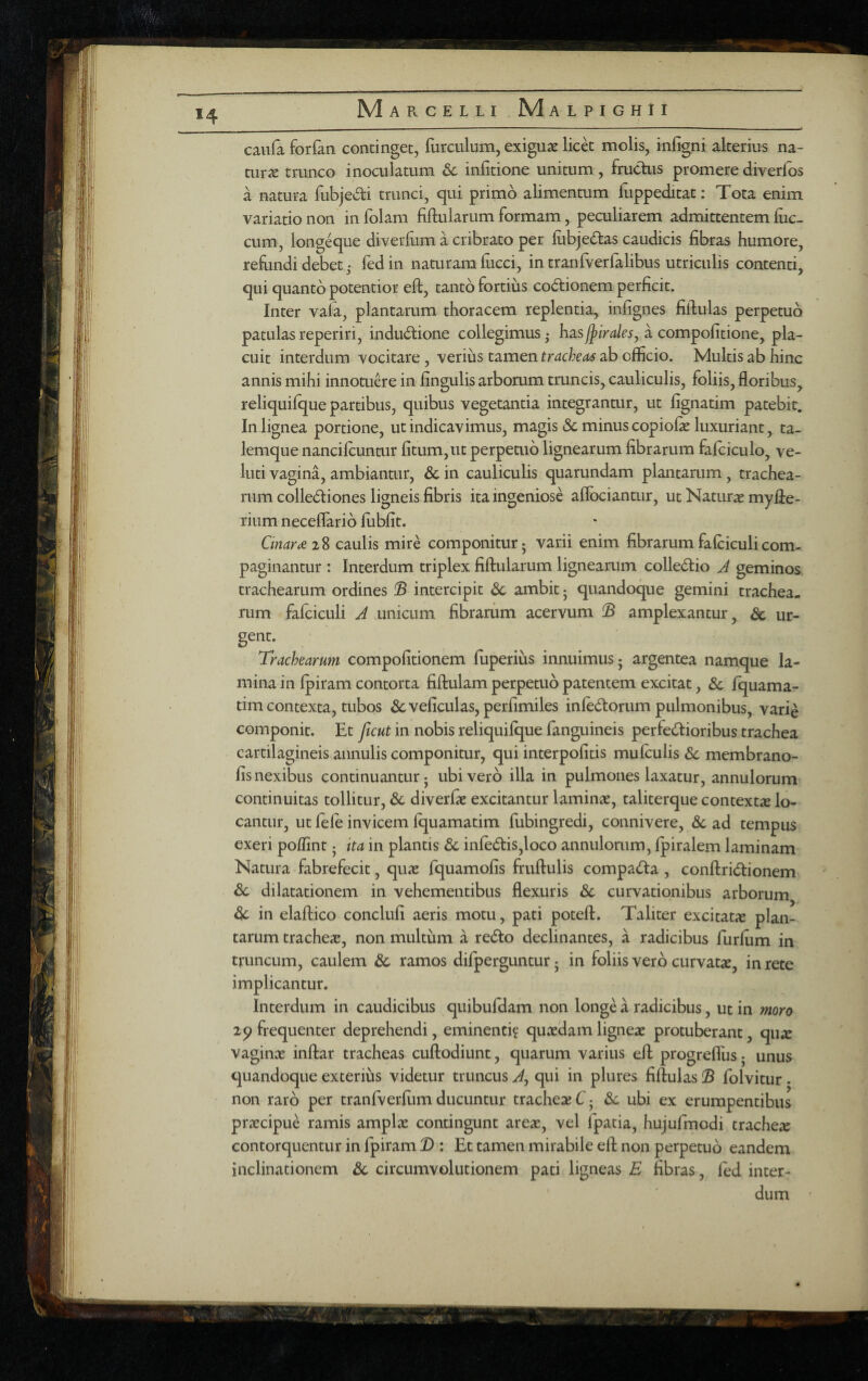 caufa forfan continget, furculum, exiguse licet molis, infigni alterius na¬ turae trunco inoculatum 6c infitione unitum, frudus promere diverfos a natura fubjedli trunci, qui primo alimentum fiippeditat: Tota enim variatio non in folam fiftulariim formam, peculiarem admittentem fiic- cum, longeque diverfum a cribrato per iubje(5tas caudicis fibras humore, refundi debet • fedin naturam fiicci, in tranlVerfalibus utriculis contenti, qui quanto potentior eft, tanto fortius co6tionem perficit. Inter vala, plantarum thoracem replentia, infignes fiflulas perpetuo patulas reperiri, indudione collegimus j hasa compofitione, pla¬ cuit interdum vocitare , verius tamen tracheas ab officio. Multis ab hinc annis mihi innotuere in fingulis arborum truncis, cauliculis, foliis, floribus, reliquifque partibus, quibus vegetantia integrantur, ut fignatim patebit. In lignea portione, ut indicavimus, m^gis & minus copiofie luxuriant, ta- lemque nancilcuntur fitum,ut perpetuo lignearum fibrarum fafciculo, ve- luti vagina, ambianmr, & in cauliculis quarundam plantarum, trachea¬ rum colledtiones ligneis fibris ita ingeniose aflbciantur, ut Naturas mylie- rium neceflario fiibfit. Cmar£i^ caulis mire componitur; varii enim fibrarumfafciculicom¬ paginantur : Interdum triplex fiftularum lignearum colledlio J geminos trachearum ordines !S intercipit ambit; quandoque gemini trachea¬ rum fafciculi J unicum fibrarum acervum amplexantur, Sc ur- gent. Trachearum compofitionem fuperius innuimus; argentea namque la¬ mina in fpiram contorta fiftulam perpetuo patentem excitat, & fquama- tim contexta, tubos &veficulas, perfimiles infedtorum pulmonibus, varie componit. Et ficut in nobis reliquifque fanguineis perfeci^ioribus trachea cartilagineis annulis componitur, qui interpofitis mufculis Sc membrano- fis nexibus continuantur; ubi vero illa in pulmones laxatur, annulorum continuitas tollitur, & diverfie excitantur laminas, taliterque contextae lo¬ cantur, ut fele invicem fquamatim fubingredi, connivere, & ad tempus exeri poffint • ita in plantis & infe6tis,loco annulorum, Ipiralem laminam Natura fabrefecit, quas fquamofis fruftulis compa(!^a, conftridlionem & dilatationem in vehementibus flexuris dc curvationibus arborum dc in elaflico conclufi aeris motu, pati poteft. Taliter excitatjc plan¬ tarum tracheae, non multum a re6to declinantes, a radicibus furfum in truncum, caulem & ramos difperguntur; in foliis vero curvatas, in rete implicantur. Interdum in caudicibus quibufdam non longe a radicibus, ut in moro 2p frequenter deprehendi, eminenti? quasdam ligneae protuberant, quae vaginas inftar tracheas cuflodiunt, quarum varius elf progreflus; unus quandoque exterius videtur truncus qui in plures fiflulas B folvitur . non raro per tranfverfiim ducuntur tracheae C; 3c ubi ex erumpentibus prascipue ramis amplas contingunt areas, vel fpatia, hujulmodi tracheae contorquentur in fpiram B : Et tamen mirabile efl non perpetuo eandem inclinationem &c circumvolutionem pati ligneas E fibras, fed inter- ' ' dum '