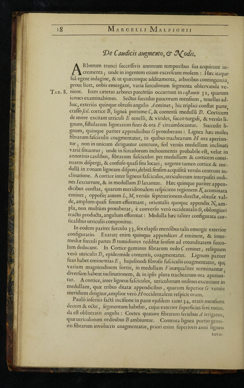 Caudicis augmento^ & O\(odis. ARborum trunci fucceflivis annorum temporibus fua acquirunt in¬ crementa 5 unde in ingentem etiam excreicunt molem : H^c itaque fua egent indagine, & ut qua^cunque additamenta, arboribus contingentia prout licet, nobis emergant, varia furculorum fegmenta oblervanda ve- Tab. 8. nient. Inter c^eteras arbores patentius occmxuntmcaflaneis 32, quarum icones examinabimus. Sedlus furculus paucorum menfium, tenellus ad¬ huc, exterius quinque obtufis angulis A eminet 5 hic triplici conftat parte craflbfcil. cortice !S, lignea portione C, & contenta medulla 2). Corticern de more excitant utriculi E tenelli, & virides, fucco turgidi, &c versus li¬ gnum, fiflularum lignearum fines &:ora F circumlocantur. Succedit li¬ gnum, quinque pariter appendicibus G protuberans : Lignea hicc moles fibrarum fafciculis coagmentatur, in quibus trachearum H ora aperiun¬ tur ; non in unicum diriguntur centrum, fed versus medullam inclinati varie fituantur j unde in furculorum inchoamentis probabile ell, velut in annotinis caulibus, fibrarum fafciculos per medullam dc corticem conti¬ nuatos dilpergi, dc confufo quafi fitu locari ,• urgente tamen cortice & me¬ dulla in zonam ligneam dilponi,debita fcnfim acquifita versus centrum in¬ clinatione. A cortice inter ligneos fafciculos, utriculorum interpofiti ordi¬ nes /excurrunt, & in medullam 2) laxantur. Ha^c quinque pariter appen¬ dicibus conftat, quarum meridionalem relpiciens regionem /^acuminata eminet 5 oppolit? autem L, Af, versus feptentrionem diredlas, obtufe val¬ de, amplum quafi finum efformant j orientalis quoque appendix iV, am¬ pla, non multum protuberat 5 e converfo vero occidentalis 0, oblongiori tradu produda, angulum efformat: Medulla ha^c taliter configurata cor¬ ticalibus utriculis componitur. In eodem pariter furculo 3 3, fex elapfis menfibus talis emergit exterior configuratio. Exarat? enim quinque appendices A eminent, & inter¬ medias furculi partes ^ tumidiores redditas fenfim ad rotunditatem furcu- lum deducunt. In Cortice geminus fibrarum ordo C eminet ,• reliquum vero utriculis 2), epidermide contentis, coagmentatur. Lignum pariter fuas habet eminentias E; hujufmodi fibrofis fafciculis coagmentatur, qui variam magnitudinem fortici, in medullam F inasqualiter terminantur, diverfam habent inclinationem, &inipfis plura trachearum ora aperiun¬ tur. A cortice, inter ligneos fafciculos, utriculorum ordines excurrunt in medullam, qux tribus ditatae appendicibus, quarum fuperior G versus meridiem dirigitur,amplior vero F/occidentalem refpicit oram. Paulo inferius fadta incifipne in parte ejufdem rami 34, .vtatis menfium decem &c ocfo, fegmentum habebis, cujus exterior fuperficies fere rotun¬ da eft obliteratis angulis : Cortex quatuor fibrarum feriebus A irrigatur, quae utriculorum ordinibus !B ambiuntur. Contenta lignea portio gemi¬ nis fibrarum involucris coagmentatur, priori enim luperioris anni ligneo invo- ^ * .•a'