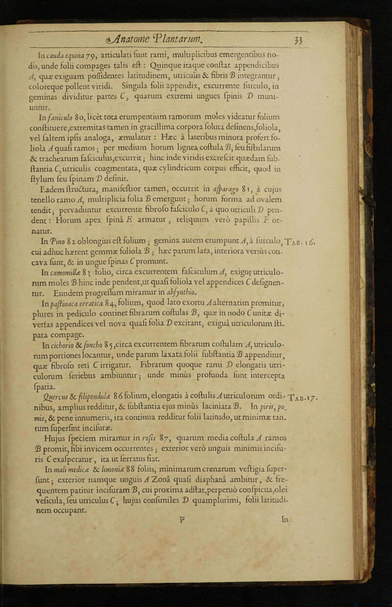 li\ cauda equina articulati iuiit rami, multiplicibus emergentibus no¬ dis, unde folii compages talis eft ; Quinque itaque conflat appendicibus qui’ exiguam pofTidentes latitudinem, utriculis Sc fibris © integrantur ^ coloreque pollent viridi. Singula folii appendix, excurrente fiirculo, in geminas dividitur partes C, quarum extremi ungues fpinis D muni¬ untur. In feliculo 80, licet tota erumpentium ramorum moles videatur folium conftituere,extremitas tamen in gracillima corpora foluta delinens,foliola, vel faltemipfis analoga, xmulatur : Hxc a lateribus minora profert fo¬ liola A quafi ramos j per medium horum lignea coftula leu fiflularum Sc trachearum fafciculus,excurrit; hinc inde viridis excrelcit qiuvdam lub- Ilantia C, utriculis coagmentata, qu3E cylindricum corpus efficit, quod in flylum feu fpinam D definit. Eademflrudlura, manifefiior tamen, occurrit in ajjara^o 8i, a cujus tenello ramo y/, multiplicia folia ® emergunt • horum forma ad ovalem tendit ‘ pervaduntur excurrente fibrofo fafciculo C, a quo utriculi D pen¬ dent : Horum apex fpina E armatur , reliquum vero papillis F or-^ natur. In Tino 8 2 oblongius efl folium; gemina autem erumpunt J, a furculo, Tab , i d. cui adhuc hterent gemmx foliola !B • haec parum lata, interiora versus con¬ cava funt, 8c in ungue (pinas C promunt. In camomill<^ 8 ^ folio, circa excurrentem falciculum J, exigu? utriculo¬ rum moles T hinc inde pendent,ut quafi foliola vel appendices C defignen- tur. Eundem progreffum miramur in ahfynthio. Inpaftinaca erratica 84, folium, quod lato exortu ^alternatimpromitur, plures in pediculo continet fibrarum coftulas quae in nodo C unitae di- verlas appendices vel nova quafi folia D excitant, exigua utriculorum (Ii- pata compage. In cichorio &foncho 8 5,circa excurrentem fibrarum coflulam utriculo¬ rum portiones locantur, unde parum laxata folii fubftantiaiS appenditur, quie fibrofo reti C irrigatur. Fibrarum quoque rami D elongatis utri¬ culorum feriebus ambiuntur 5 unde minus profunda fiint intercepta fpatia. Quercus Sc flipenduU 8 d folium, elongatis a coftulis ^ utriculorum ordi- Xab.i/. nibuSj amplius redditur, 8c (ubftantia ejus minus laciniata !B. In piris^ po^ misj 6c pene innumeris, ita continua redditur folii latitudo, ut minimae tan¬ tum fuperfint incifurae. Hujus (pedem miramur in rofis 87, quarum media coflula ^ ramos fS promit, fibi invicem occurrentes • exterior vero unguis minimis incifu- ris C exa(peratur, ita ut (erratus fiat. \n mali medie re &climonije%% foliis, minimarum crenarum veftigia fuper- funt j exterior namque unguis A Zona quafi diaphana ambitur, & fre¬ quentem patitur incifiiram iB, cui proxima adflat,perpetub confpicua,olei veficula, feu utriculus C; hujus confimiles I) quamplurimi, folii latitudi¬ nem occupant.