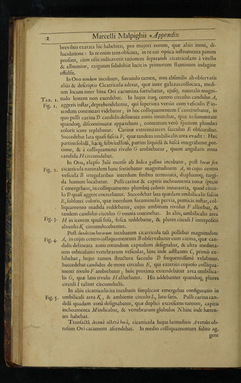 I Tab. i. Fig. Fig. i. Fig- 3- Fig. 4. Fig- 5- brevibus exaracA hic habebitis, pro majori eorum, tjuat alias innui, di- lucidatione: Inreenimtamoblcura, in re cui optica inftrumenta parum profunt, cum ufus indicaverit rationem feparandi cicatriculam a vitello & albumine, exiguum fubdubis lucis in primorum flaminum indagine efFulfit. In Ovo nonkm incubato, foecundo tamen, non abfimilis ab obfervatis alias & defcriptis Cicatricula aderat, cpx inter galazas collocata, medi¬ um locum inter bina Ovi cacumina fortiebatur, ejufq • naturalis magni¬ tudo lentem non excedebat. In hujus itaq- centro circulus candidus aggeris inftar, deprehendebatur, qui fuperiora versus cum veficulis ^ in¬ terdum continuari videbatur ,• in hoc colliquamentum C continebatur, in quo pulli carina T> candidis delineata zonis innatabat, quic in lummitate quandoq- difcontinuatx apparebant 5 contentum vero fpatium plumbei coloris icore replebatur. Carinx extremitatem facculus H obicurabat. Succedebat lata quali falcia F, qnx tandem umbilicalis area evadit: Hxc partimfolida, hacq- fubvitellina, partim liquida dc fufca integrabatur,por¬ tione, & a colliquamenti rivulo G ambiebatur, quem angularis zona candida F^circumdabat. In Ovo, elaplo Julii menle ab Indica gallina incubato, poli horas fex cicatricula naturalem hanc Ibrtiebatur magnitudinem in cujus centro velicula 'B irregularibus interdum finibus terminata, diaphanoq^ turgi¬ da humore locabatur. Pulli carinx 3c capitis inchoamenta zonx Ipecie Cemergebant,in colliquamento plumbe^ coloris innatantia, quod circu¬ lo D quafi aggere coercebatur. Succedebat lata quxdam umbilicalis falcia £, fublutei coloris, qux interdum foraminulis pervia, pumicis inftar, col¬ liquamento madida reddebatur, cujus ambitum rivulus F alluebat, Sc tandem candidus circulus G omnia continebat. In aliis, umbilicalis area H in icorem quali fiifa, fufca reddebatur, & plures circuli 1 interpolitis alveolis circumducebantur. Poft duodecim horarum incubatum cicatricula tali pollebat magnitudine Jy in cujus centro colliquamentum oblervabatur cum carina, qux can¬ didis delineata zonis rotundum capitulum defignabat, & ultra medieta¬ tem orbiculares vertebrarum veficulas, hinc inde adftantes C, primo ex¬ hibebat j hujus tamen ftrudtura lacculo D frequentilfime velabatur. Succedebat candidus de more circulus F, qui exterius copiolo colliqua¬ menti rivulo F ambiebatur 5 huic proxima extendebatur area umbilica¬ lis G, qux lato rivulo Halluebatur. His addebantur quandoq^ plures circuli 1 taliter circumdudi. In aliis cicatriculis ita incubatis fimplicior emergebat configuratio in umbilicali areai^, Sc ambiente circulo F, lato latis. Pulli carina can¬ dida quadam zona defignabatur, qux duplici excrefeens tumore, capitis inchoamenta Mindicabat, Sc vertebrarum globulos Nhinc inde hxren- tes habebat. Tranla(i^a decima /;om, cicatricula hujus latitudinis /Aversus ob- tuliim Ovi cacumem alcendebat. In medio colliquamentum Iblito ag- gere