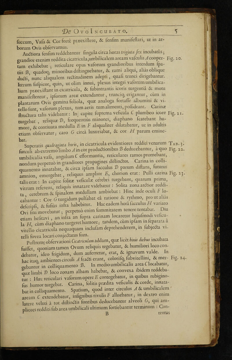 OvoIncubato. _^ fuccum, Vafa & Cor forte pr.ieexiftere, & fenfim manifeftari, ut in ar¬ borum Ovis oblervamus. . r l a Aridiora fenfim reddebantur fingula circa horas triginta Jex mcubams; grandior etenim reddita cicatricula,umbilicalem aream vafciilis^cooper- Fig. lo. tam exhibebat ; reticulare opus vaforum grandioribus interdum Ipa- tiis iB ciuadoc^j minoribus diftinguebatur, rami alicjui, alias oblit|ue dudi,’ nunc aliqualem reditudinem adepti, quafi trunci dirigebantur. Iterum fufpicor, quin, ut olim innui, plexus integri vaforum umbilica¬ lium prxexiftant in cicatricula, & fubintrantis icoris turgentia & motu manifeftentur, ipforum ares extendantur, tmnciq; erigantur, cum in plantarum Ovis gemina foliola, qus analoga fortalTe albumini & vi¬ tello funt, vaforum plexus, tum aeris tum alimenti, poffideant. Carins ftmaura’talis videbatur: In;; capite fuprema veficula C plumbeo icore Fig. at. tursebat reliqus B, frequentius minores, diaphano fcatebant hu¬ more & contiuata medulla E in f aliqualiter dilatabatur, ut in adultis etiam’ obfervatur; caro G circa luxuriabat, & cor H parum emine- bs-t. Superatis ciuadramta horif, in cicatricula evidentiores redditi venarum Tab.^I furcuh ab extremo limbo J in cor produdionibus ® deducebantur, a quo Fig. aa. umbilicalia vafa, angulum C efformantia, reticulares ramos promebant, nondum perpetuo in grandiores propagines diftindos. Carina in colli- quamento innatabat, & circa ipfam facCulus B parum diftans funirus amnion emergebat, reliquus amplior E, chorion erat; Pulli carina Fig. 23. tahs erat • In capite folitx veficulx cdrebri turgebant, quarum prima, vitrum referens reliquis innatare videbatur : Solita zona ardior reddi¬ ta cerebrum & fpinalem medullam ambiebat: Hinc inde oculi F lo¬ cabantur ; Cor 0 turgidum pulfabat ed ratione & rythmo, pro ut ali.fs defcripfi & fufius infra habebitur. Hac eadem hoia lacculus H variato Ovi fitirmovebatur ; perpetuo enim fummitatem tenere tentabat. Diu etiam hefit.rvi , an infra an fupra carinam locaretur hujufmodi veficu¬ la H cum diaphano turgeret humore; tandem, cum iplam in leparata a vitello cicatricula nequaquam inclufam deprehenderem, in fubjeda vi¬ telli fovea locari conjedatus Ium. . , Poftrem? obfervationi Gcatrkulam addam, qux licet bmu diebm incubata fuind quoniam tamen Ovum reliquis tegebatur, & humiliori loco con¬ debatur ideo frigidum, dum auferretur, erat, & ignavum valde. In hac itaq-ambientes circuli .ffradi erant, colorifq;fubvitellini & mer- Fig. 24. sebantur in colliquamento ®. In medio umbilicalis area C locabatur, qu.v limbi B loco zonam albam habebat, & convexa ibidem reddeba¬ tur • Hxc reticulari vaforum opere E contegebatur, in quibus rubigino- fus humor turgebat. Catina, folitis prxdita veficulis & corde, innata¬ bat in colliquamento. Spatium, quod inter circulos J & umbilicalem ' aream C extendebatur, infignibus rivulis F alluebatur; in dextro enim latere veluti a tot fontibus deducebantur alveoli G, qui am- phores redditi fub area umbilicali ultimum fortiebantur terminum : Con- ^ g tentus