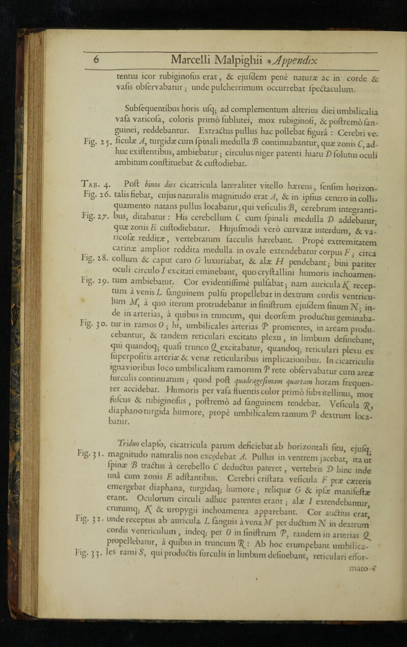 tentus icor rubiginofus erat, & ejufdem pene naturae ac in corde & vafis obfervabatLir • unde pulcherrimum occurrebat Ipedaculiim. Sublequentibus horis ufq^ ad complementum alterius diei umbilicalia vafa varicofa, coloris primo fublutei, mox rubiginofi, dc poftremofan- guinei, reddebantur. Extradus pullus hac pollebat figura : Cerebri ve- Fig. 25. ficula turgida cum Ipinali medulla continuabantur, qu;e zonis C ad¬ huc exiftentibuSj ambiebatur j circulus niger patenti hiatu D folutus oculi ambitum conftituebat dc cuftodiebat. Tab. 4. Poft binos dies cicatricula lateraliter vitello hterens, fenfim horizon- Fig. 26. talis fiebat, cujus naturalis magnitudo eraty^, Sc in ipfius centro in collis quamento natans pullus locabatur, qui veficulis©, cerebrum intearanti- Fig. 1/. bus, ditabatur: His cerebellum C cum fpinali medulla ® addebatur qu^ zonis £ ciifiodiebatur. Hujufinodi vero curvatx interdum, & va- ncofa- redditx, vertebrarum faeculis haerebant. Prope extremitatem carinx amplior reddita medulla in ovale extendebatur corpus F • circa Fig. 28. collum 6c caput caro G luxuriabat, & ahx H pendebant. bini pariter ociili circulo / excitati eminebant, quo cryftallim humoris inchoamen- Fig. 2p. tum ambiebatur. Cor evidentiffime pulfabat j nam auricula recep¬ tum a venis L fanguinem pullu propellebat in dextrum cordis ventricu¬ lum a quo iterum protrudebatur infiniftrum ejufdem finum TV- in¬ de m arterias, a quibus in truncum, qui deorfiim produdusaeminaba- Fig. 30. turin ramos 0 j hi, umbilicales arterias (P promentes, in aream produ¬ cebantur, & tandem reticulari excitato plexu, in limbum definebant qui quandoq; quafi trunco ^^excitabatur, quandoq. reticulari plexu ex fiiperpofitis arteriae & venae reticularibus implicationibus. In cicatriculis ignavioribus loco umbilicalium ramorum P rete obfervabatur cum area: furculis continuatum quod poft quadragefimam quartam horam fiequen- ter accidebat. Humoris per vafa fluentis color primo fiibvitellinus, mox fulcus 8c rubiginofus, poflremb ad fanguinem tendebat. Veficula P, diaphano turgida humore, prop^ umbilicalem ramum P dextrum loca¬ batur. ' Triduo elaplb, cicatricula parum deficiebat ab horizontali fitu, ejufq Fig. 3 I. magnitudo naturalis non excedebat J. Pullus in ventrem jacebat, ita ut fpinx P tradus a cerebello C dedudus pateret, vertebris T> hinc inde una cum zonis E adftantibus. Cerebri criflata veficula F pr« emeteris emergebat diaphana, turgidaq- humore; reliqux G & ipfc manifeft^ erant. Oculorum circuli adhuc patentes erant • ak 1 extendebantur criirumq. & uropygii inchoamenta apparebant. Cor audiiis era/ Fig. 32. unde receptus ab auricula L fanguis a vena M* per dudum N in dextrum cordis ventriculum, indeq,- per 0 in finiftrum P, tandem in arterias £ propellebatur, a quibus in truncum : Ab hoc erumpebant umbilica- Fig. 33. les rami 5, qui produdis furculis in limbum definebant, reticulari eflbr- mato C