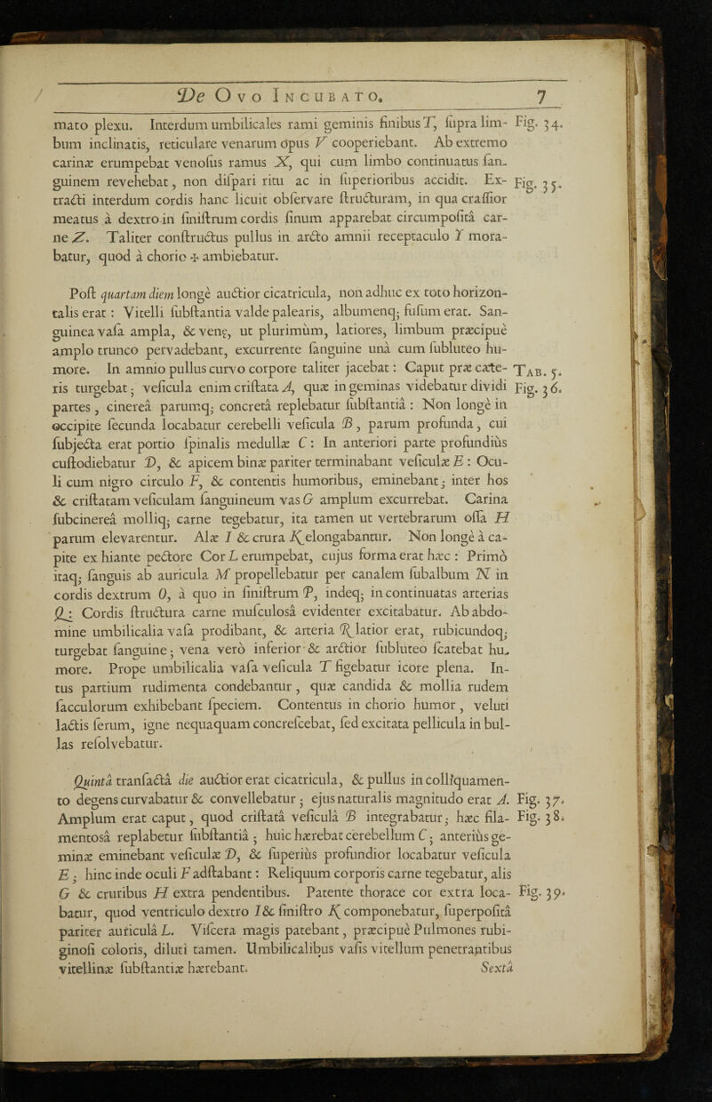 i ^De Ovo Incubato* ^ mato plexu. Interdum umbilicales rami geminis finibus T, fiipralim- Fig. ^4, bum inclinatis, reticulare venarum opus V cooperiebant. Ab extremo carina erumpebat venofiis ramus JX, qui cum limbo continuatus fan- guinem revehebat, non difpari ritu ac in fiiperioribus accidit. Ex- ^ tra(fti interdum cordis hanc licuit oblervare flruduram, in qua craflior meatus a dextro in finiftrum cordis finum apparebat circumpofita car¬ ne 2'. Taliter conftrudus pullus in ardo amnii receptaculo I mora¬ batur, quod a chorio ^ ambiebatur. Pofi: quarta?n diem longe audior cicatricula, non adhuc ex toto horizon¬ talis erat: Vitelli fiibllantia valde palearis, albumenqj fufum erat. San¬ guinea vafa ampla, &ven?, ut plurimum, latiores, limbum praecipue amplo trunco pervadebant, excurrente (anguine una cum lubluteo hu¬ more. In amnio pullus curvo corpore taliter jacebat: Caput prae cate- Xab. 5* ris turgebat; veficula enim criftata 4 qux ingeminas videbatur dividi Fig. 36* partes, cinerea parumq^ concreta replebatur (iibftantia : Non longe in occipite (ecunda locabatur cerebelli veficula , parum profunda, cui (ubjeda erat portio (pinalis medullae C: In anteriori parte profundius cullodiebatur D, 8c apicem binae pariter terminabant veficulae U : Ocu¬ li cum nigro circulo F, & contentis humoribus, eminebant ^ inter hos Sc criftatam veficulam (anguineum vasG amplum excurrebat. Carina fubcinerea molliq; carne tegebatur, ita tamen ut vertebrarum olTa H parum elevarentur. Alae I 3c crura elongabantur. Non longe a ca¬ pite ex hiante pedore Cor L erumpebat, cujus forma erat hicc : Primo itaq; fanguis ab auricula M propellebatur per canalem (ubalbum K in cordis dextrum 0, a quo in (iniftrum P, indeq; in continuatas arterias Cordis ftrudura carne mufculosa evidenter excitabatur. Ab abdo¬ mine umbilicalia vafa prodibant, & arteria (2(^latior erat, rubicundoq; turgebat fanguine; vena vero inferior ardior fubluteo (catebat hu. more. Prope umbilicalia vafa veficula T figebatur icore plena. In¬ tus partium rudimenta condebantur, quas candida Sc mollia rudem facculorum exhibebant fpeciem. Contentus in chorio humor , veluti ladis ferum, igne nequaquam concrefcebat, (ed excitata pellicula in bul¬ las refolvebatur. tranfada die audior erat cicatricula, & pullus in colliquamen- to degens curvabatur & convellebatur; ejus naturalis magnitudo erat J. Fig. 37. Amplum erat caput, quod criftata veficula © integrabatur,- haec fila- Fig. 38* mentosa replabetur (iibfiantia ; huic haerebat cerebellum C; anterihs ge¬ minae eminebant veficulae X), Sc fuperius profundior locabatur veficula E; hinc inde oculi F adftabant: Reliquum corporis carne tegebatur, alis G 3c cruribus H extra pendentibus. Patente thorace cor extra loca- Fig. 39* batur, quod ventriculo dextro J&finiftro componebatur, fuperpofita pariter auricula L. Vilcera magis patebant, prxcipue Pulmones rubi- ginofi coloris, diluti tamen. Umbilicalibus vafis vitellum penetrantibus vitellinae fubftantiae haerebant* 5'e’vXf^