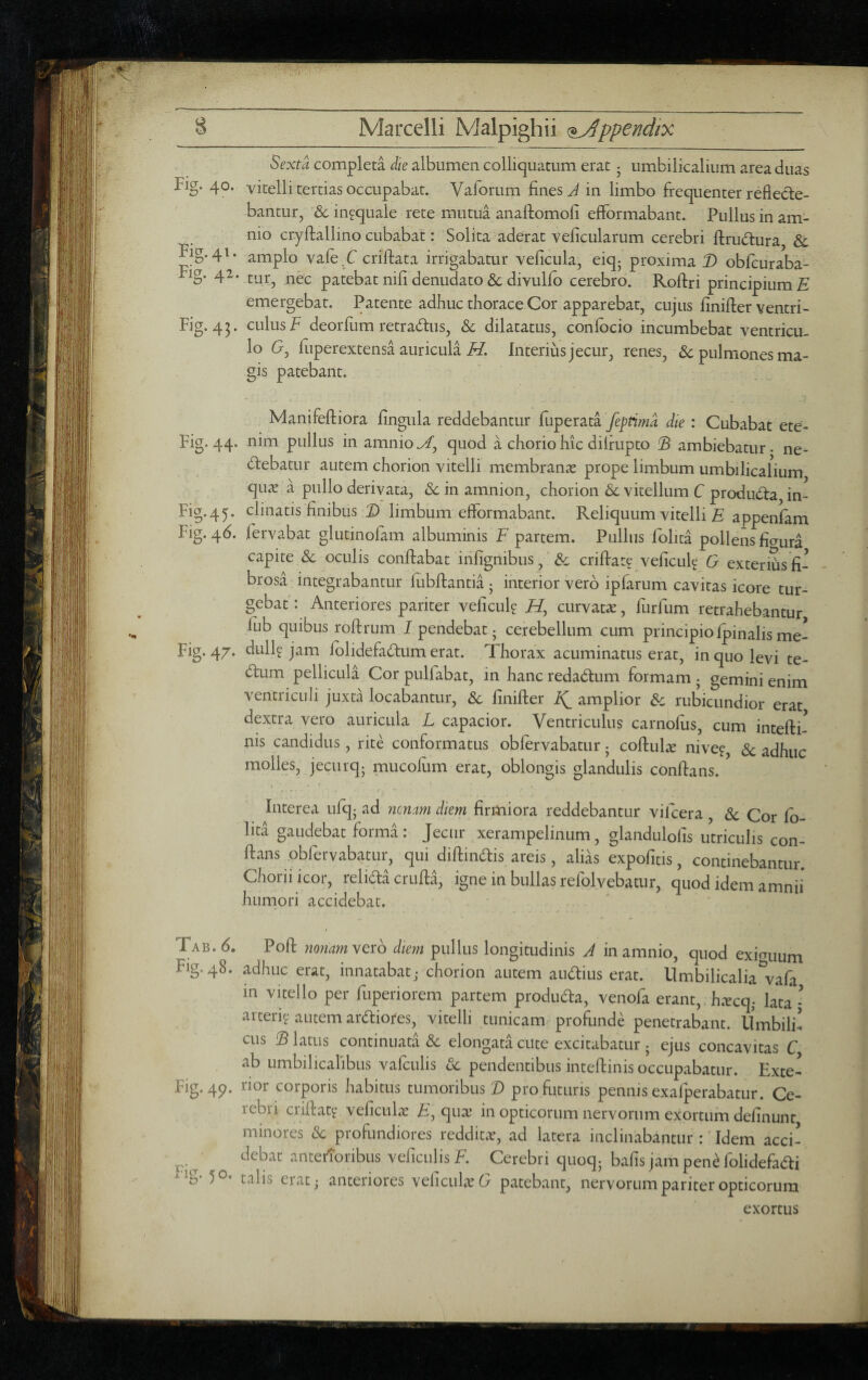 8 Marcelli Malpighii <^ppendtx Sexta completa die albumen colliquatum erat j umbilicalium area duas 40* vitelli tertias occupabat. Vaforum fines in limbo frequenter reflecte¬ bantur, dcingquale rete mutua analfomoli efformabant. Pullus in am¬ nio cryftallino cubabat: Solita aderat veficularum cerebri ftrudura & Fig.41. amplo vale.C crilfata irrigabatur veficula, eiq^ proxima D obfcuraba- rig. 42. patebat nifi denudato & divulfo cerebro. Roftri principium H emergebat. Patente adhuc thorace Cor apparebat, cujus finiflier ventri- Fig. 4^. culus F deorfum retradus, Sc dilatatus, confbcio incumbebat ventricu¬ lo G, fiiperextensa auricula F/. Interius jecur, renes, & pulmones ma¬ gis patebant. Manifefliora fingula reddebantur fuperata feptimd die : Cubabat ete- Fig. 44. nim pullus in amnio.//, quod a chorio hic dilrupto ambiebatur, ne- debatur autem chorion vitelli membranas prope limbum umbilicalium qiuv a pullo derivata, dcin amnion, chorion & vitellum C produda in- Fig.45. clinatis finibus D limbum efformabant. Reliquum vitelli F appenfam Fig.46. fervabat glutinofam albuminis F partem. Pullus folita pollens fiaura capite <Sc oculis conflabat infignibus, & criflat? veficul? G exterihsfi¬ brosa integrabantur fubffantia 5 interior vero ipfarum cavitas icore tur¬ gebat: Anteriores pariter veficul? H, curvatas, furfum retrahebantur fub quibus roflrum 1 pendebat j cerebellum cum principio fpinalis me- ^^§•4/* folidefadum erat. Thorax acuminatus erat, in quo levi te- dum pellicula Cor pulfabat, in hanc redadum formam j gemini enim ventriculi juxta locabantur, & finifler ^ amplior & rubicundior erat dextra vero auricula L capacior. Ventriculus carnofus, cum intefli- nis candidus , rite conformatus obfervabatur j coflul^e nive?, & adhuc molles, jecurq^ mucofiim erat, oblongis glandulis conflans. Interea ufqj ad nmm dtem firmiora reddebantur vifcera , Sc Cor fo¬ lita gaudebat forma : Jecur xerampelinum, glandulofis utriculis con¬ flans obfervabatur, qui diflindis areis, alias expolitis, continebantur. Chorii icor, relida crufla, igne in bullas refolyebatur, quod idem amnii humori accidebat. ■ . ^ I Tab.(5. Pofl ?2o;wwverb diem pullus longitudinis J in amnio, quod exiguum Fig.48. adhuc erat, innatabat; chorion autem audius erat. Umbilicalia vafa in vitello per fiiperiorem partem produda, venofa erant,. h.vcq; lata • arteri? autem ardiofes, vitelli tunicam^ profunde penetrabant. Umbili! cus ® latus continuata 8c elongata cute excitabatur j ejus concavitas C ab umbilicalibus vafculis dc pendentibus inteflinis occupabatur. Exte- Fig.49. rior corporis habitus tumoribus D profuturis pennisexalperabatur. Ce¬ rebri criflat? vefictilae F, qux m opticorum nervorum exortum defluunt minores & profundiores reddita?, ad latera inclinabantur : Idem acci- debat anterioribus veflculisF. Cerebri quoq^ bafls jampen^folidefadi 50* talis erat; anteriores veflcuhvF patebant, nervorum pariter opticorum exortus 'i