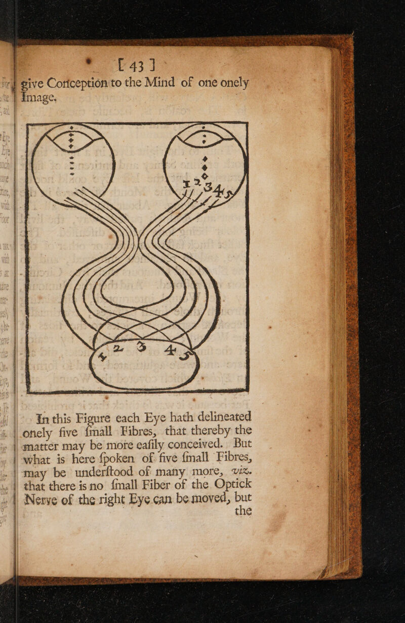 . |.onely five {mall Fibres, that thereby the . |, matter may be mote eafily conceived. But | what is here {poken of five {mall Fibres, .| may be underftood of many more, vi. that there isno {mall Fiber of the Optick Nerve of the right Eye can be moved, cor the