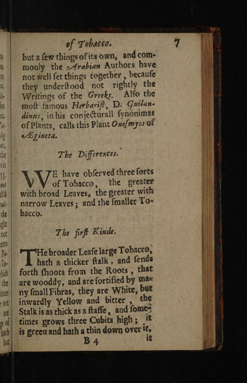 but a few thingsofits own, and com- monly the »4rabian Authors have not well fet things together , becaufe they underftood not rightly the Writings of the Greeks, Alfo the mot famous Herbarift, D- Gailan- dinus, inhis conjectural fynonimas of Plants, calls this Plant Omo/myos of et gintta. The Differences. \\ TE have obferved three forts of Tobacco, the greater with broad Leaves, the greater with narrow Leaves; and the fmaller To- bacco. The firft K inde. oss broader Leafe large Tobacco, hath a thicker ftatk, and fends forth fhoots from the Roots, that are wooddy, and are fortified by max ny {mall Fibras, they are White, bee inwardly Yellow and bitter , the Stalk is as thick asa ftaffe, and fomes times grows three Cubits high; _% is green and hath a thin down over #5 B 4 i¢