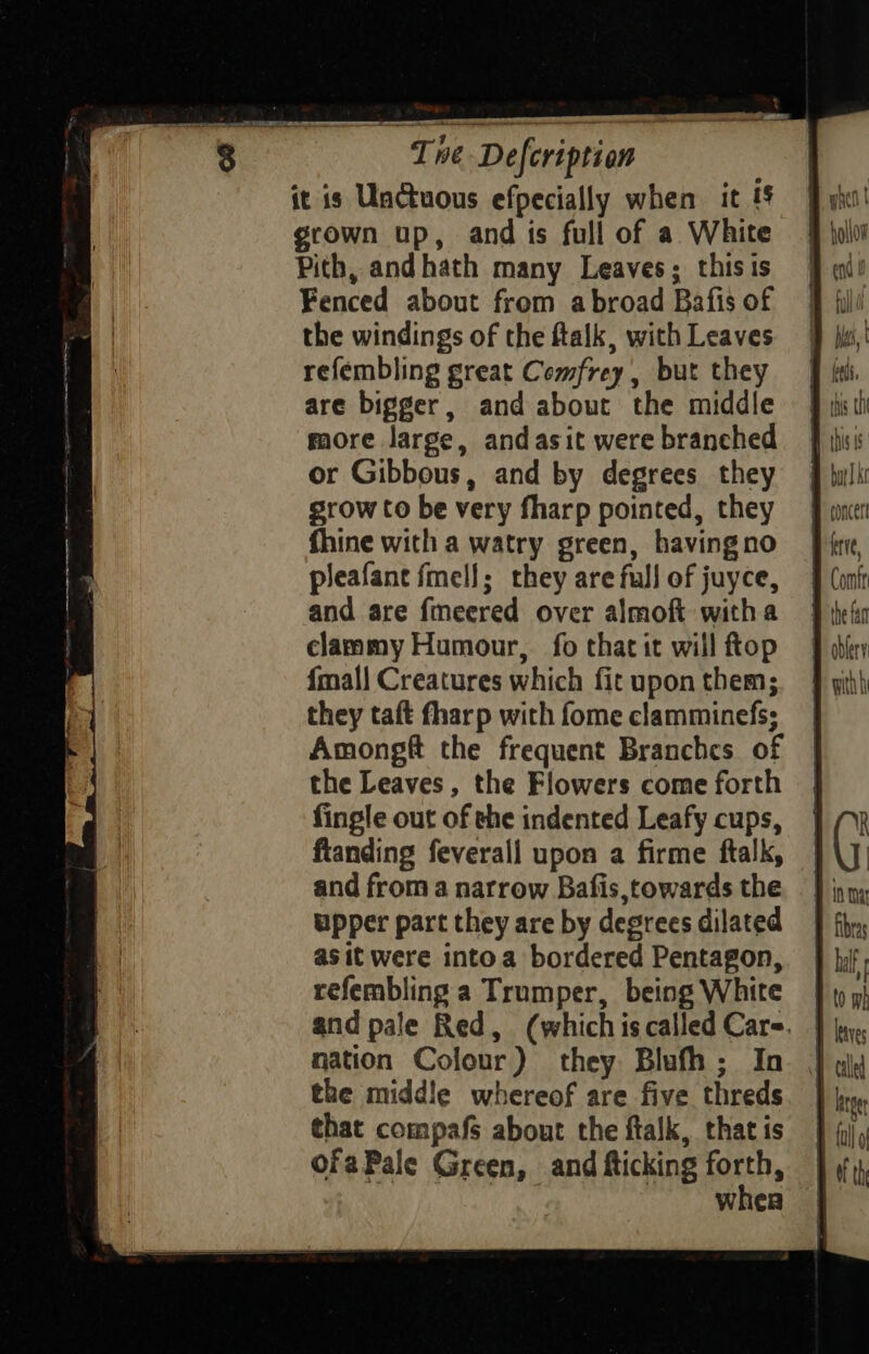 Ewe? Y pampnsonaes Tne Defeription it is Unctuous efpecially when it §§ grown up, and is full of a White Pith, andhath many Leaves; this is Fenced about from abroad Bafis of the windings of the ftalk, with Leaves refembling great Comfrey , but they are bigger, and about the middle more large, andasit were branched or Gibbous, and by degrees they grow to be very fharp pointed, they fhine with a watry green, havingno pleafane fmell; they are full of juyce, and are fmeered over almoft witha clammy Humour, fo that it will ftop {mall Creatures which fit upon them; they taft fharp with fome clamminefs; Among the frequent Branches of the Leaves, the Flowers come forth fingle out of the indented Leafy cups, fianding feverall upon a firme ftalk, and from a narrow Bafis towards the upper part they are by degrees dilated asit were intoa bordered Pentagon, refembling a Trumper, being White and pale Red, (which is called Cars. nation Colour) they Bluth; In the middle whereof are five threds that compafs about the ftalk, that is ofaPale Green, and fticking forth, wher