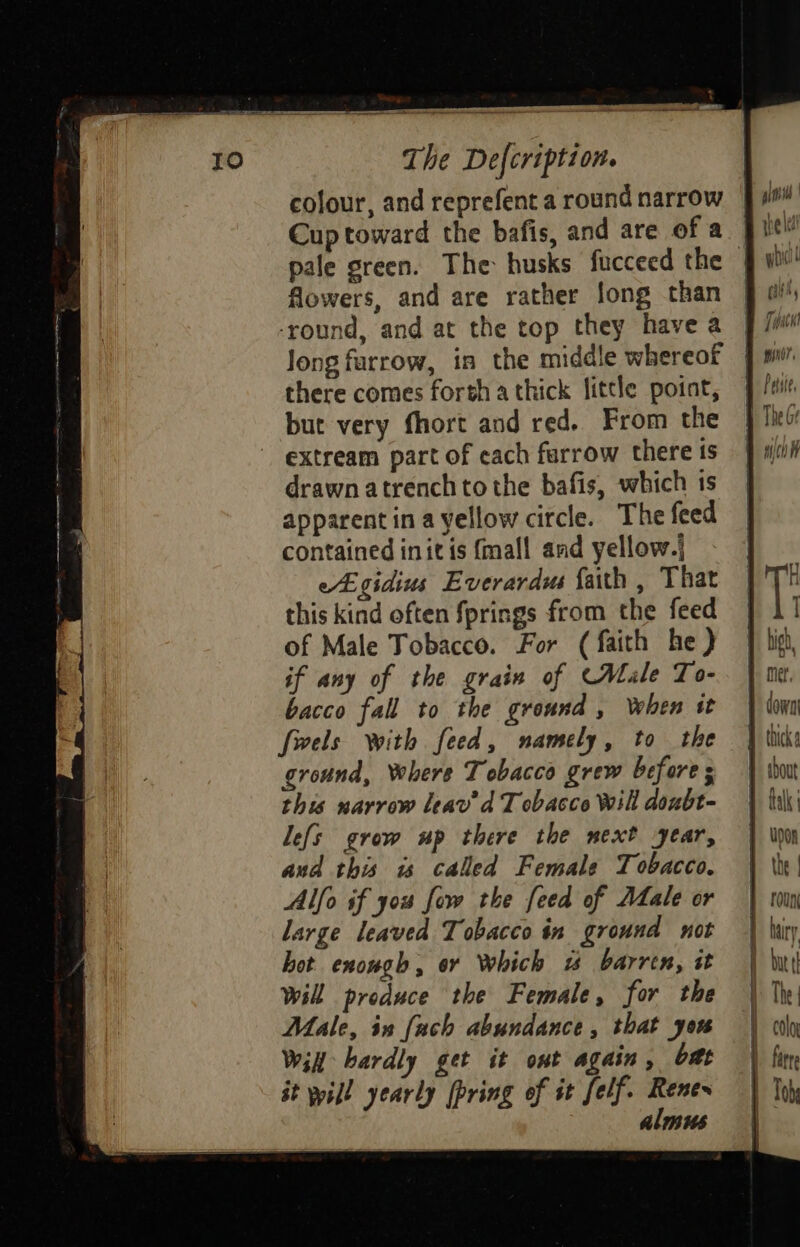 ae a2 eel | The Defcription. colour, and reprefent a round narrow pale green. The husks fucceed the flowers, and are rather fong than -round, and at the top they have a Jong farrow, in the middle whereof there comes forth a thick little point, but very fhort and red. From the extream part of each furrow there is drawn atrench tothe bafis, which is apparent ina yellow circle. The feed contained init is {mall and yellow.| egidius Everardus faith , That this kind often fprings from the feed of Male Tobacco. For (faith he ) if any of the grain of Male To- bacco fall to the ground , When tt foels with feed, namely, to the ground, Where Tebacco grew before ; this narrow leav’ d Tobacco Will doxbt- lefs grow up there the mext year, aud this is called Female Tobacco. Alfo if you fow the feed of Atale or large leaved Tobacco in ground not hot enough, or Which w barrtn, it will produce the Female, for the Male, in fach abundance, that you Will hardly get it ont again, bat it pill yearly [pring of it felf. Renes almus down A thick HF sbout L talk F Upon Pith Foun fairy | bud I The pool | fatre j lth i