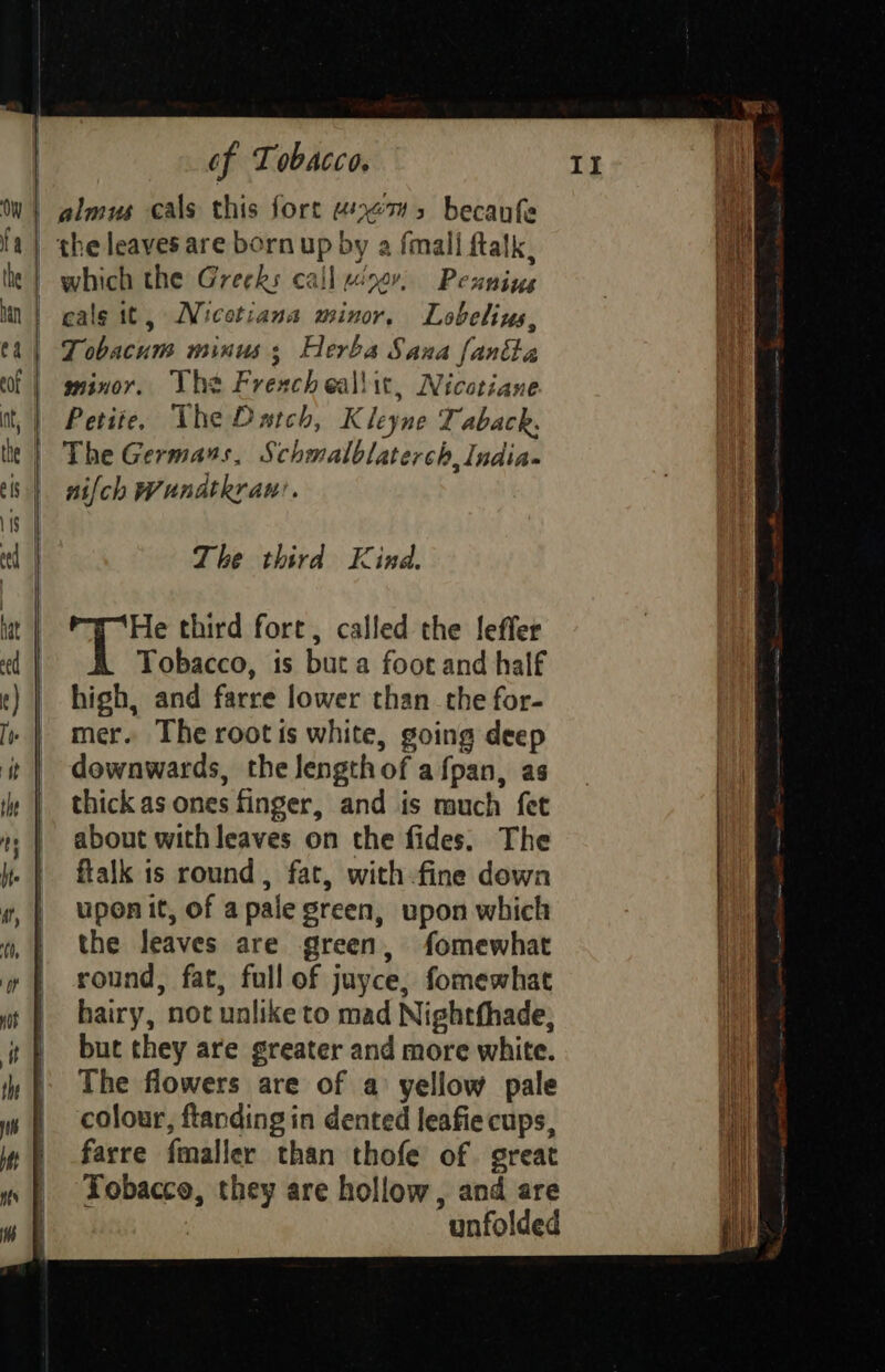 cals it, Nicetiana minor, Lobelius, Tobacum minus; Herba Sana [ania minor. Whe Frescheallit, Nicotiane Petite, The Datch, Kleyne Taback. The Germans, Schmalblaterch, India- nifch Wunatkran’. The third Kind, He third fort, called the leffer Tobacco, is but a foot and half high, and farre lower than the for- mer. The root is white, going deep downwards, the Jengthof afpan, as thick as ones finger, and is much fet about with leaves on the fides. The flalk is round, fat, with-fine dowa upon it, of apale green, upon which the leaves are green, fomewhat round, fat, full of juyce, fomewhat hairy, not unlike to mad Nightfhade, but they are greater and more white. The flowers are of a: yellow pale colour, ftanding in dented leafie cups, farre fmaller than thofe of great Tobacco, they are hollow, and are unfolded