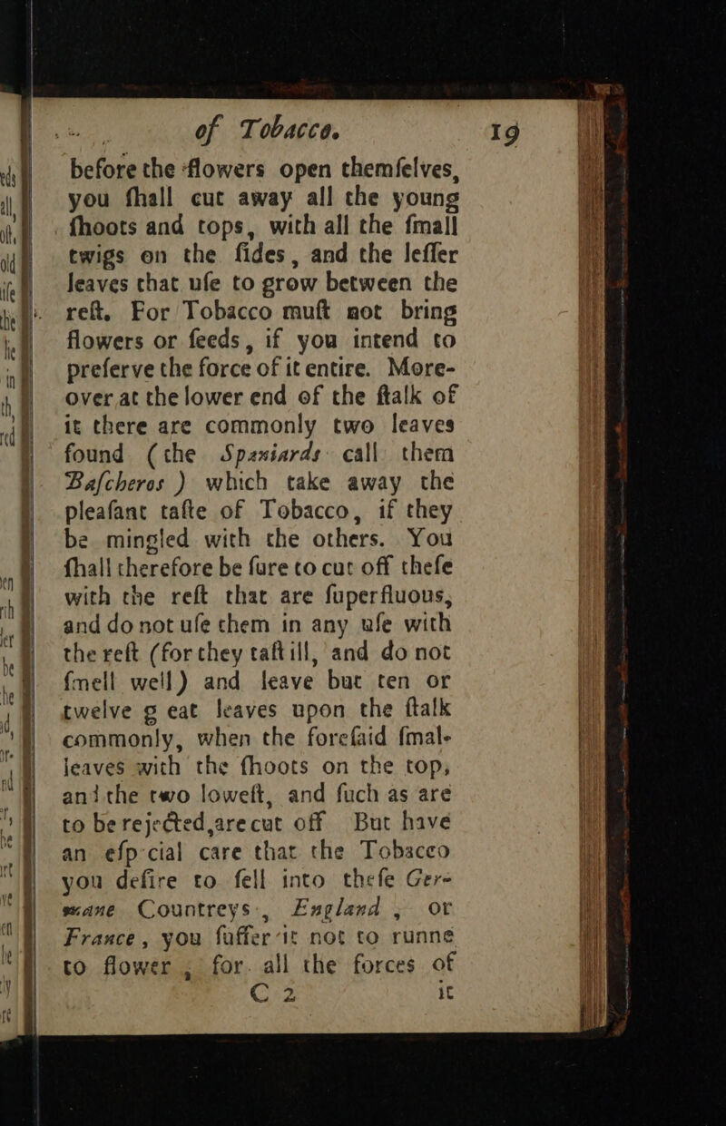 before the ‘flowers open themfelves, you fhall cuc away all che young fhoots and tops, with all the fmall twigs on the fides, and the leffer Jeaves that ufe to grow between the ret, For Tobacco muft aot bring flowers or feeds, if you intend to preferve the force of it entire. More- over at the lower end of the ftalk of it there are commonly two leaves found (the Spaniards: call them Bafcheros ) which take away the pleafant tafte of Tobacco, if they be mingled with the others. You fhall therefore be fure to cut off thefe with the reft that are fuperfluous, and do not ufe chem in any ufe with the reft (for they taftill, and do not fmell well) and leave but ten or twelve g eat leaves upon the ftalk commonly, when the forefaid fmal- leaves with the fhoots on the top; ani the rwo loweft, and fuch as are to be rejectedjarecut off Burt have an efp cial care that the Tobacco you defire to fell into thefe Ger- sxane Countreys:, England , or France, you fuffer it not to runne to flower ; for. all the forces of C2 iC