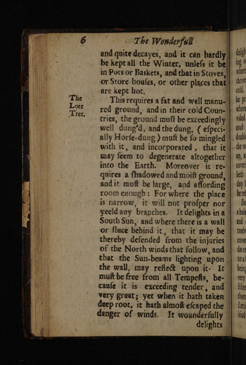 and quite decayes, and it can hardly, be kept all the Winter, unlefs it be) in Pots or Baskets, and that in Stoves, | or Store. houfes, or other places that! are kept hot, This requires a fat and well manu- red ground, andin their cold Coun- | cries, the ground muft be exceedingly | well dung’d, andthe dung, ( efpeci- ally Horfe-dung ) muft be fo mingled | with it, and incorporsted , chat it }- may feem to degenerate altogether into the Earth. Moreover ie re- | quires a fhadowed and moift ground, andit muft be large, and affording room enough: For where the place’ is narrow, it will not profper nor yeeldany branches. Itdelightsina | South Sun, and where there is a wall or fluce behind it, that it may be thereby defended from. the injuries - of the North winds that follow, and _ that the Sun-beams lighting upon _| the wall, may refle&amp; upon it- Ic muft be free from all Tempefts, be- caufe it is exceeding tender, and very great; yet when it hath taker deep root, it hath almoft efcaped the — danger of winds. Ye wounderfully _ delights