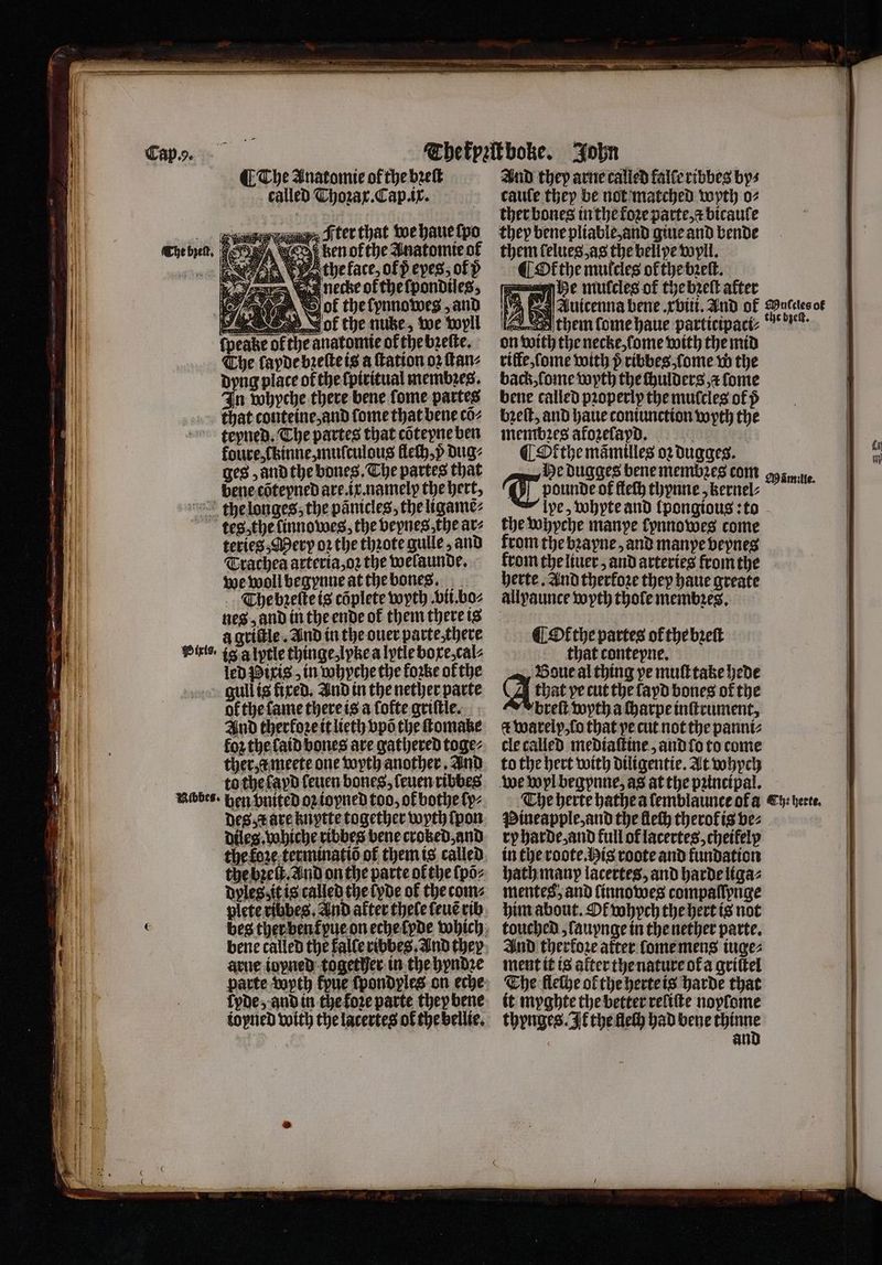 Cap.. The Anatomie of the bꝛeſt called Thoꝛax.Cap.ix. ter that we haue ſpo me ken okthe Anatomie ot „ VEE the face, ofp eyes, of p Jor Gas necke of thefpondiles, es aoa ol the ſynnowes and Vos the nutze, we wyll peake of the anatomie of the bꝛeſte. The fapde bꝛeſte is a ſtation o2 fanz dyng place of the ſpiritual membꝛes. In whyche there bene fome partes that conteine, and fome that bene cõ⸗ teyned. The partes that cõteyne ben koure, ckinne, muſculous fleth,p dug⸗ ges, and the bones. The partes that bene cõteyned are. ix namely the ert, the longes, the panicles, the ligamẽ⸗ tes the linnowes, the veynes the ar⸗ teries, Mery oꝛ the thꝛote guile, and Trachea arteria, oꝛ the welaunde. we woll begynne at the bones. The bꝛeſte is cõplete wyth vii. bo⸗ nes and in the ende of them there is à griſtle. And in the ouer parte, there Sits. ig a lytle thinge, lyke a lytle boxe, cal⸗ led Pixis in whyche the forbe of the gull is fixed. And in the nether parte ok the fame there is a fofte griſtle. And therfore it lieth vpõ the ſtomaze for the laid bones are gathered toge⸗ ther meete one wyth another. And to the ſayd feuen bones, ſeuen ribbes Nibbes. hen bnited oꝛ ioyned too, of bothe ſp⸗ des are knytte together wyth ſpon dileg. whiche ribbes bene croked, and the koꝛe terminatiõ of them is called dpless it is called the lyde ok the com⸗ plete ribbes. And after thele leuẽ rib arne topned together in the hyndꝛe parte Wyth fpue ſpondyles on eche lde, and in the koꝛe parte they bene iopned with the lacertes of the bellie. And they arne calied falfe ribbes bys cauſe they be not matched wyth o⸗ ther bones in the foꝛe parte, a bicauſe they bene pliable, and giue and bende them ſelues, as the bell pe wyll. ¶ Okthe mulcles ok the bꝛeſt. he mulcles of the brett after laces them ſome haue participaci⸗ on with the necke, lome with the mid rilfe, ſome with p ribbes, ſome w the back, ſome wyth the ſhulders a ſome bene called pꝛoperly the mulcles of p bꝛeſt, and haue coniunction wyth the membꝛes afozefaydD. . CMithe mamtiles oꝛ dugges. Tw dugges bene membꝛes com oy smite. the beck, pounde of fleſh thynne, kernel⸗ lye, whyte and lpongious: to the whyche manpe lynnowes come from the bꝛayne, and manye bepnes from the liuer, and arteries fromthe herte. And therfore they haue greate allyaunce wyth thole membres, ¶ Or the partes of the brett that contepne. Boue al thing pe muſt take hede that pe cut the fapd bones of the breſt wyth a charpe inſtrument, d warelp, ſo that pe cut not the panni⸗ cle called mediaſtine, and lo to come to the hert with diligentie. At whych The herte hathe a lemblaunce of a C5 herte. Pineapple, and the Heth therofis bez ry harde, and full of lacertes, chetfelp in the roote. His roote and fundation hath many lacertes, and harde liga⸗ mentes, and linnowes compaſſynge him about. Di whych the hert is not touched, ſauynge in the nether parte. And therfore atter lome mens iuge⸗ ment it is alter the nature ok a griſtel The flethe of the herte is harde that it myghte the better reliſte nopſome thynges. It the fel had bene Wand an fi toy