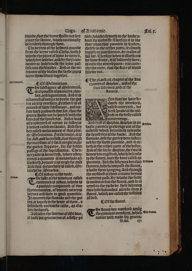 ſounde, that the vꝛyne chulde not kret away the ſbynne, which continuallp delcendeth through them. The bepnes of the kydneis pꝛocede from the bepne called Chilis, with p whiche the poꝛes of vzine be topned, which ben holowe, and by they2 con⸗ cauitie oꝛ holowueſſe the brine pat; leth into the bladder. And at the en⸗ traunceofthe blader the ſayde pozes iopne them lelues togyrther. Of Melenterium. Gu | He ſubſtaunce ol Melenteriũ, T is cõpouned of pannicles, choꝛ⸗ dieg, and ligamentes. And it is Meſenteriũ. pouned of fatte lubſtaunce, and na⸗ ture hath pꝛoduced that fat, that the guttes ſhulde not be hurted with the bones ot the ſpondyles. And it was allo oꝛdeyned of nature to ſuſtepne p veines called meſaraice. And they ben called mefaraiques of this pãni⸗ cle Melenterium. Furthermoꝛe, it is fat, ſoft, and kernellich, that thꝛough the moyſture of 5 fat it myght make the guttes ſiypperye, koz the better paflageof the ſuperlluities. The o⸗ uer parte is kernellych, where often⸗ tymes a quantitte of melancholy al ſembleth, bycaule it is nygh the mut And this melancholp is called, Me⸗ 1 lancholia Mirachia. ; ¶ Okt zirbus oz the caule. | eal He laſte ofthemembzes called conteyned is ʒirbus, whiche is a pannicle compouned of two thynne tunicles, of Dyuerfe arterpes | bepnes and fatte in good quantitie. | It couereth the ſtomatze and the gut | tes.it kepeth in the heate of them, & | Defendeth outwarde colde, as Gaz | lene declareth. NB. And after the ſentence ol Mö dine, it hath his generacyon ot a fleſhy pa bout the mydriffe. Chertoze it is like that whan this pannicle is bꝛoken, chefely in the nether parte, it cometh lyghtly to putrifaction, by reafonof his fat. Cherfore when it ilſſueth out by ſome ſtroke; it is diſcretely done, to cutte the altered parte: c to caute⸗ rize the cutte, that the fluxe of bloud folowe no. n ¶ The. xi.and.xii.chapter ot᷑ the Ana thomye ok Siphat; and of the two didymes, and of the ſtoone. e Fter that we haue de⸗ A clared the membzes, called contepned, we wyll ſpeake of the me⸗ 8 bes in the belly called ve Scontepuypuge, And kyzſt of Siphac.Siphacis an hac, harde pannicle growynge out of the midriſte which delcendeth towarde the ſpondples ol the backe. And the ſtomake, and the guttes bene luſtep⸗ ned by the ſayde pannicle, and it en⸗ deth in the nether parte of the bellpe. And of the ſapde Siphac, the two di Dimes ben engẽdꝛed, which delcende to the ſtones, ouer the bone called os Pectinis. And the didymes ben thin Divine ſkynnes, which compaſſe the ſtones, t holde them hangyng. And through the myddeſt of them certaine bepnes. tr arteries paſſe. By whiche the leede is conduicted to the ſtones, and fo co ueped to the yarde by thele didymes two lytle bꝛaunches alcende from ỹ ſtones, which are called the vellelles offered. 1 ¶ Okthe ſtones. Tode ſtones ben nambꝛed amõg ~~ nature bath made koz genera⸗ B. ili. cy⸗