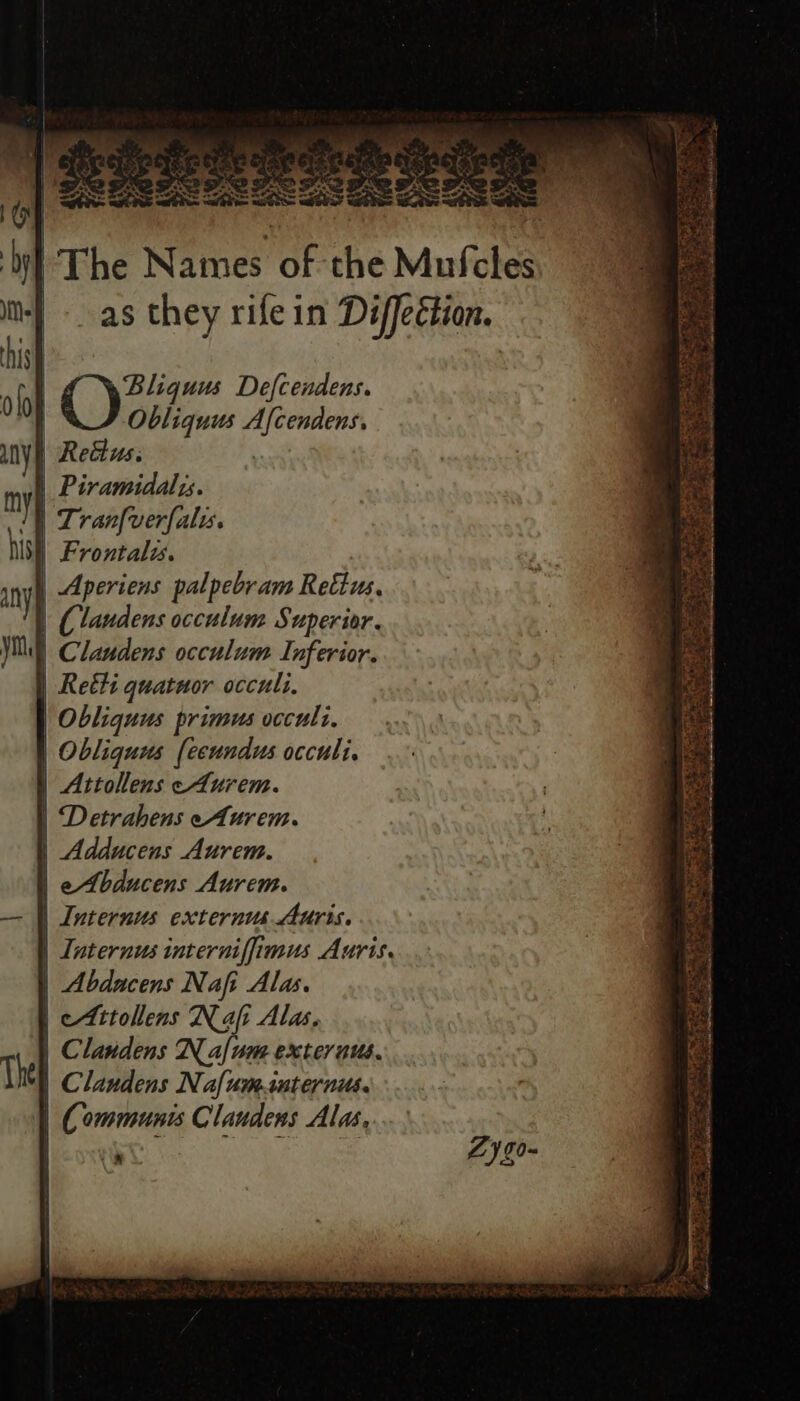 et it. Pe Wetatys' eae ON is ; : nes rh VE a | ; Men Fong Vice ee SIE Vise af ‘ is | ay ery, ee Se &lt;¥ ae nas &lt;&gt; ey _* gy ) Cy ar er ee = i Ek Aes Ae, * Sr rs 5 J Ay Xt A ee Pie os ma 3° oe or Sty * MpeEhs biz aes ate = Ps ae? ~—s ‘ | * ath =~ 10) =aeees watbtos waft: o ie ty} The Names of the Mufcles | -_ as they rife in Diffection. Fy his bed olor Bliguus Defcendens. a one Obliquus Afcendens, m4 any | Reétus. mvt Piramidalzs. ) | Tranfverfalus. his) Frontalis. Aperiens palpebram Rettus, | (laudens occulum Superior. | Clandens occulum Inferior. | Retti quatuor occuli. | Obliquus primus occuli. | Obliquus (ecundus occuli. | Attollens eAurem. | Detrahens eAurem. | Adducens Aurem. | eAbducens Aurem. | Internus externus Auris. | Internus interniffimus Auris. | Abdacens Nafi Alas. | eAttollens Nafi Alas, | Clandens N alum exteraus. The | Clandens Nafumonternus. | C ommunis Claudens Alas, . ae mer : 2) g0~ en AOL cl Se ee eo ree Riss Se Ss ae a CE Ta SN ee Re Se REE