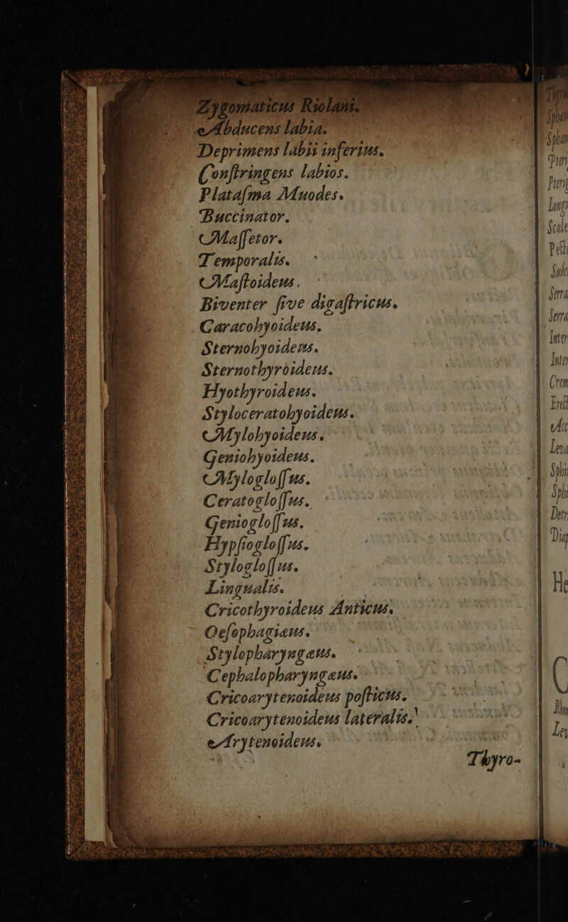 ee uals or PR i ah tl ~ Zygomaricus Reolant. eAbducens labia. Deprimens labii inferius. (onftringens labios. Plata[ma Muodes. Pier Buccinator. ! lng (Maffetor. f Scat Temporal. Pe (Maftoideus AY Biventer five digaftricus. den Caracohyoideus, Serra Sternohyoidens. | ie Sternothyroideus. Int Hyothyroideus. p Cre Styloceratohyoideus. ie CMylohyoideus. ut eniohyoideus. Len CMyloglol[us. | f, Sphi Ceratogloffus. 1 Sph Genioglo [es. | Den Hypfioglo(fus. : 4 Dig Stylogloff us. | Lingualw. | He Cricothyroideus Anticus. Ocefophagiaus. AY tylephary no aUS. Cephalopharyngaus. $ 8 ricoarytenotdevs pofticus. Cricoarytenoideus lateralts.' eArytenvideus. | Thyro- 8) t . ay ME % iy egy yn \ &gt; 2 FF, eat, ONT Pe NG egies Raa ac!