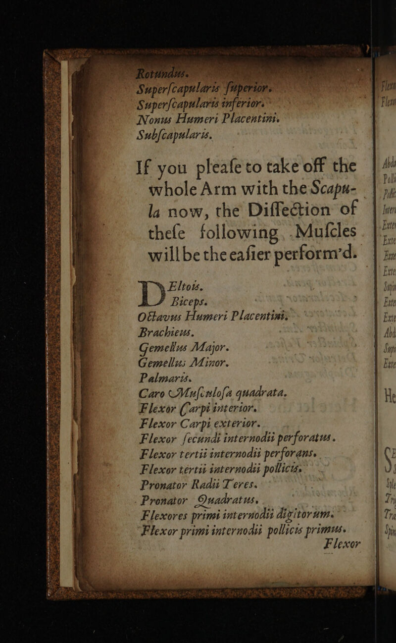 Super[capularis fuperior. P Files Superf{capularts inferior. * Fle Nonus Humeri Placentim. Subfcapulare. If you pleafe to take off the # whole Arm with the Scapu- | 5, la now, the Diffe@tion of | lin thefe following, .Mufcles . | ye willbetheeafier perform’d. | ix Eltow. Si Biceps. bare Ottavus Humeri Placentini. Et Brachieus. Yb Gemellus Major. 1 Sy Gemellus Adinor. Et Palmaris. Caro Mufinlofa quadrata. Flexor (arpi interior. Flexor Carpi extertr. Flexor f{ecundi internodit perforatus Flexor tertii internodti perforans. Flexor tértit internodii policy. | Pronator Radi T eres. 1 Sh) Pronator 9Quadratus. Th) Flexores primi internodtt digitorum. Th Flexor primi internods pollicis primus. big F lexor emir Co iare it Sits: Ky ee mated v5 , Fe m3 IIS oso ¥ Sh a