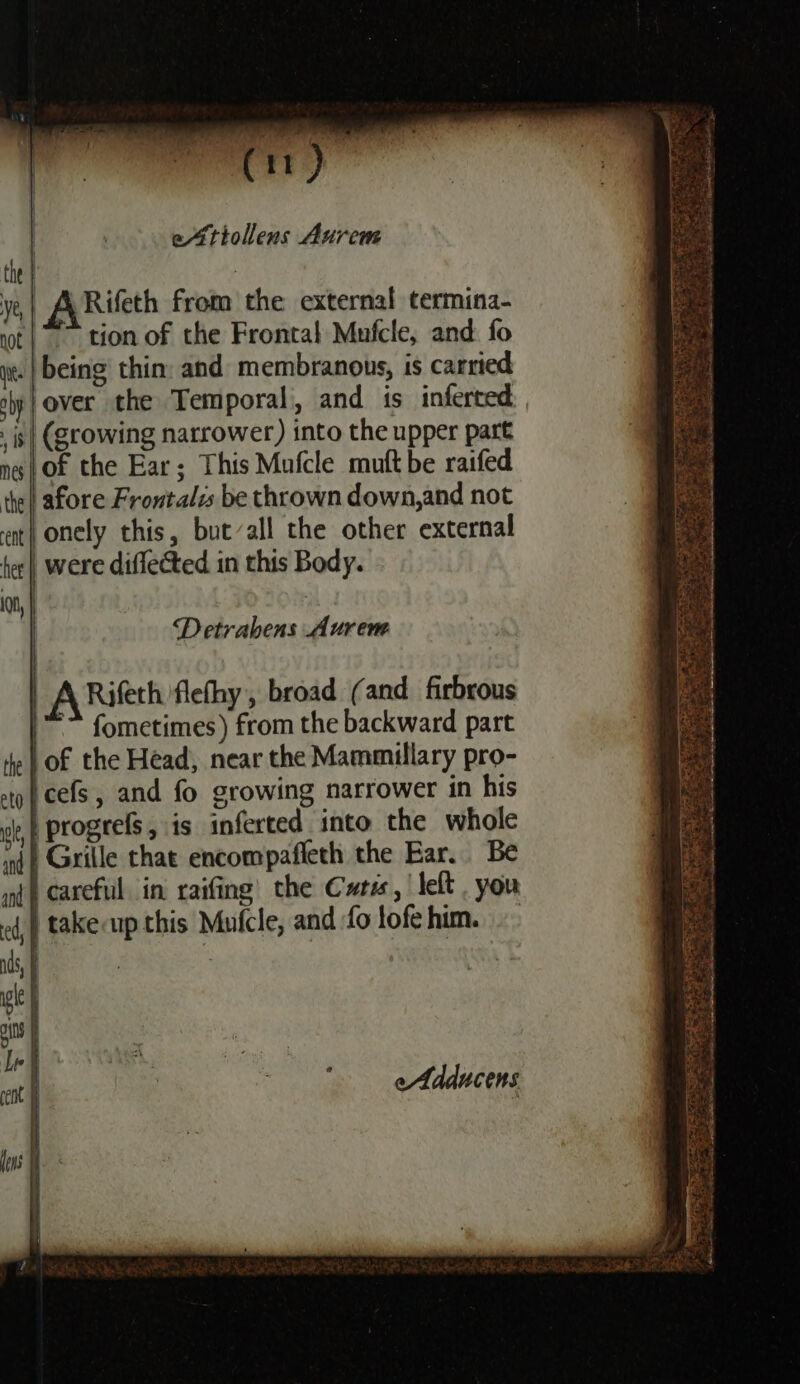 the | | ye,| ARifeth from the external termina- hot tion of the Frontal Mufcle, and fo it. | being thin. and membranous, is carried sp} over the Temporal, and is inferted . is| (growing narrower) into the upper part na | Of the Ear; This Mafcle muftbe raifed the} afore Frontal be thrown down,and not ent} onely this, butvall the other external hee | were diflected in this Body. 01, | | ; Detrabens Aurem | A Rifeth flefhy, broad (and firbrous |” fometimes) from the backward part the | of the Head, near the Mammillary pro- pp cefs, and fo growing narrower in his ol, iprogrefs, is inferted into the whole nd? Grille that encompafieth the Ear. Be ini} careful. in raifing’ the Cats, left you ed) takecup this Mufcle, and fo lofehim. .. ns, . . ge | ois : Lee / AFL, nae, ' eat fens eAdducens j { \j