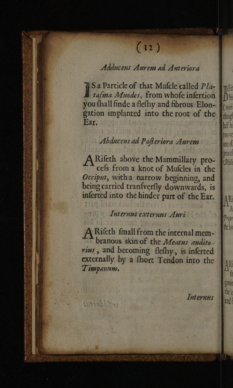 # S.a Particle of that Mufcle called Plaz- | tafma Mfuodes, from whofe infertion | you fhall finde a flefhy and fibrous Elon-. | gation implanted into the root of the | Ear. Abducens ad Pofteriora Aurem Rifeth above the Mammillary pro- | cefs froma knot of Mufcles in the Occiput, witha narrow beginning, and | being carried tranfverfly downwards, is | inferted into the hinder part of the Ear. Internus externus Auri Rifeth fmal! from the internal mem- branous. skinof the Afeatus audito - rius and becoming flefhy, is inferted externally by a fhort Tendon into the L impanum. Tnternus