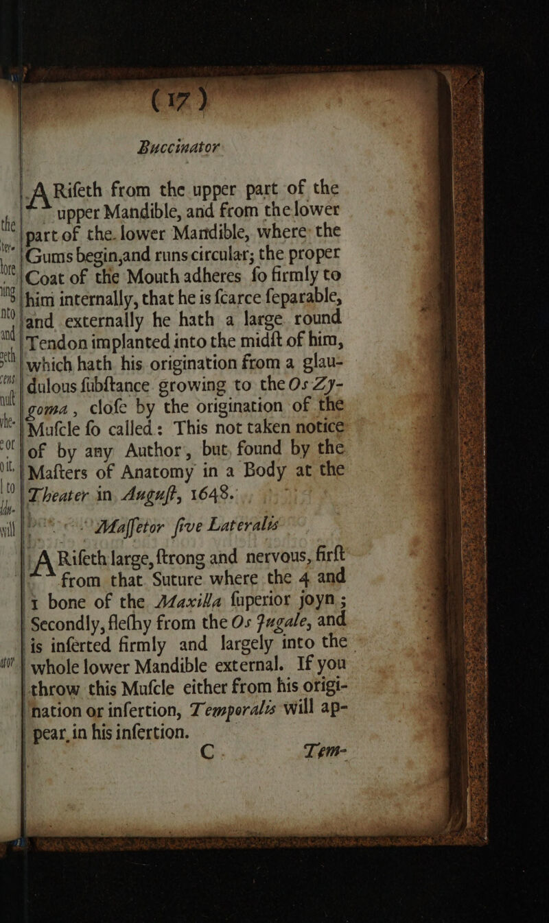 Buccinator |_A Rifeth from the upper part of the ~ upper Mandible, and from the lower part of the.lower Mantdible, where: the “| Gums begin,and runs circular; the proper \Coat of the Mouth adheres fo firmly to him internally, that he is {carce feparable, and externally he hath a large round Tendon implanted into the midit of him, which hath his, origination from a glau- dulous fubftance growing to the Os Zy- goma, clofe by the origination of the “VMutcle fo called: This not taken notice of by any Author, bue, found by the ‘|Mafters of Anatomy in a Body at the i ‘Theater in, Auguft, 1648. il [PO Aalfetor five Laveralis ARifeth large, {trong and nervous, firft ~~ from that. Suture where the 4 and H 't bone of the AZaxilla {uperior joyn ; Secondly, flefhy from the Os ?ugale, and ‘is inferted firmly and largely into the ‘whole lower Mandible external. If you ithrow this Mufcle either from his origi- /nation or infertion, Temporal will ap- | pear, in his infertion. Tem-