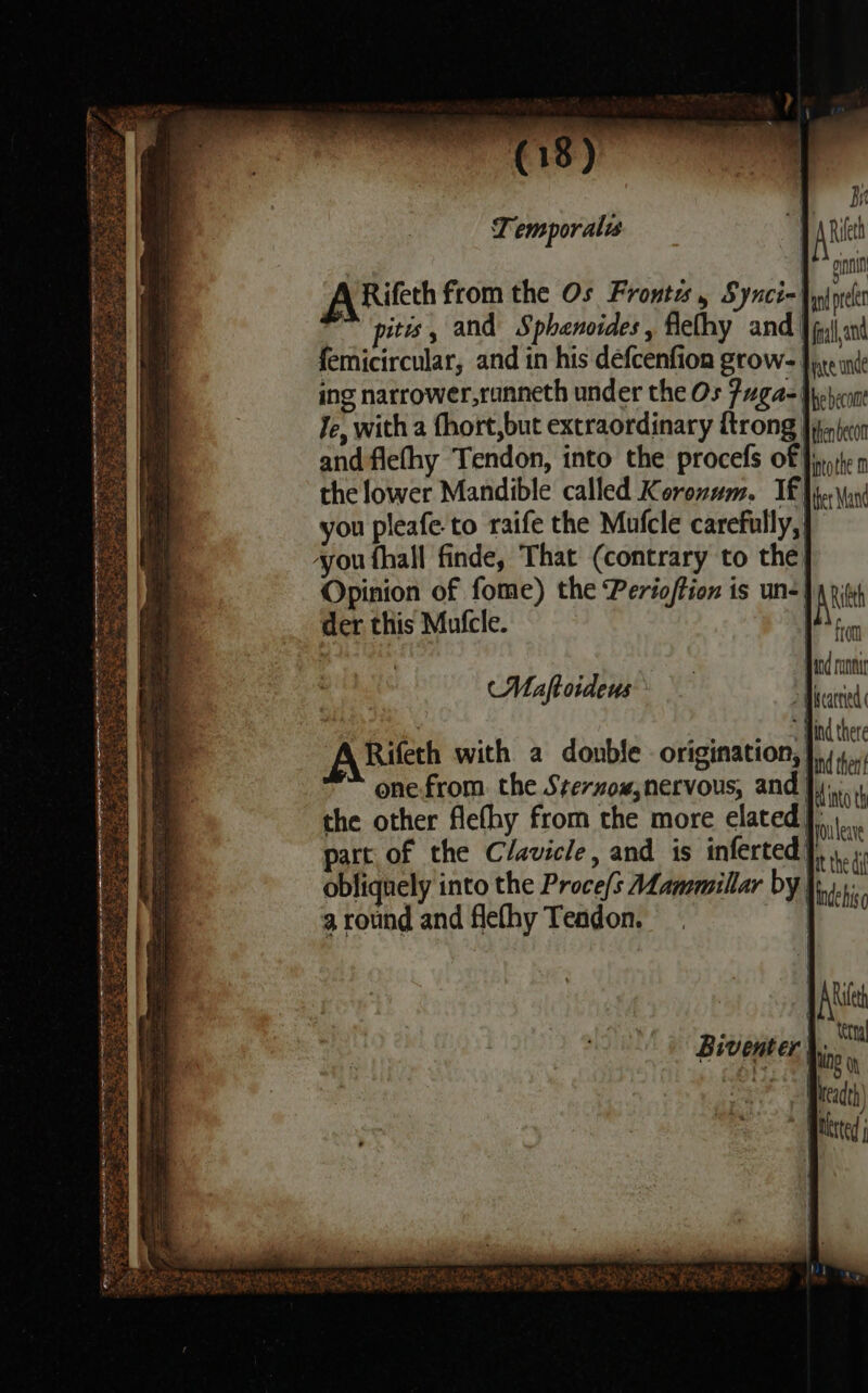 Temporalis L | Rieth a init Rifeth from the Os Fronts, Synci-| le ~ pits, and Sphaenoides, flelhy and Jf «nt femicircular, and in his defcenfion grow- | ben ing narrower,ranneth under the Os Fuagas |bebent Je, with a fhort,but extraordinary ftrong Hielcon andflefhy Tendon, into the procefs of five n the lower Mandible called Korozum. If: fer Man you pleafe to raife the Mufcle carefully, | ‘you fhall finde, That (contrary to the) Opinion of fome) the Perioftion is un-| A der this Mufcle. }4\, (Maftoideus 7 Mind there ett bl into th ; Age Ou leave part of the Clavicle, and 1s inferted |) r obliquely into the Proce/s Mammillar by | a round and flefhy Teadon. Inde is