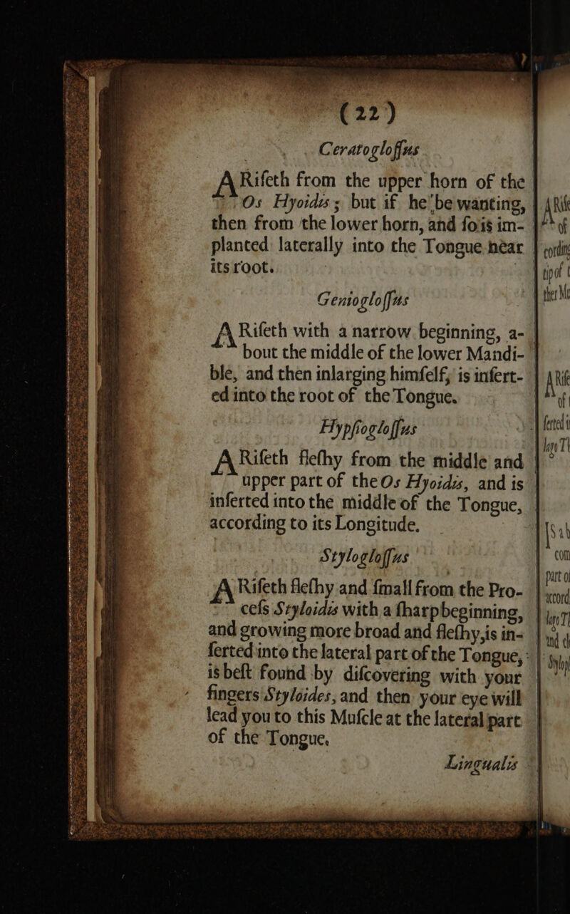 er ere : WN Ne Men ; Peas) Ceratoglofius ARifeth from the upper horn of the Os Hyoids; but if he be wanting, | then from the lower horn, and fois im- }) planced laterally into the Tongue héar | its root. : am Ve a Wee Gentoglo (fas Rifeth with a narrow beginning, a- “ bout the middle of the lower Mandi- | ble, and then inlarging himfelf; is infert- | ed into the root of the Tongue. | Hy phogloffi “us | is ARRifeth fethy from the middle and | upper part of theOs Hyoidss, and is inferted intothe middle of the Tongue, | according to its Longitude. _ Hs ch Stylogloffus | com Rifeth flethy and {mall from the Pro- ih cefs Styloidis with a fharpbeginning, | and growing more broad and flethy is Ry | ‘ : ferted into the lateral part of the Tongue, * | gy), isbeft found by difcovering with your | ™ ne ‘ fingers'\Sty/oides, and then your eye will 1) lead youto this Mufcle at the lateral part of the Tongue, res aoe ee ea ae ake ys PRE? = ey ors Lingualis eX are ig ened Pew tg ES ARS = SAF eae Sea ee RS , Pee Al  ats y 7. ioe ear Ot APIS Ree Ne Piet ws Nese weal I ieee Vie qt pe tao ARO eee aes aR Oe Bo one iM tall Lil, Ai ae j