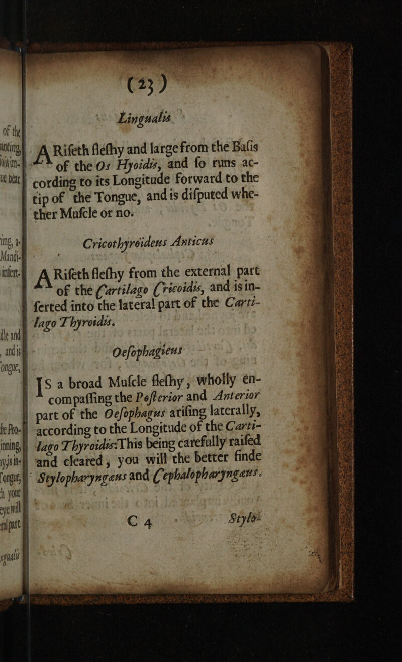 Linguales Pearette Fn btn Bie 3 ARifeth fldthy and large from the Batis OS of the Os Hyotdis, and fo runs ac- cording to its Longitude forward to the | tip of the Tongue, and is difputed whe- ther Mafcle or no. ea tien! aera “Fee “AOA Se read ae a fe ae. So SE re) : =o yas Papi cede ae tideas e ~ aaa Cricothyroideus Anticus ‘| ARifeth flefhy from the external part *” of the Cartilago (ricoidis, and is in- | ferted into the lateral part of the Cartz- Tago Thyroides. Ocfophagieus [sa broad Mufcle flefhy , wholly en- | ~ compaffing the Pofterior and Anterzor | part of the Oc/ophagus arifing laterally, iePo-) according to the Longitude of the Carz- ating, |) Lago T hyrosdes:T his being carefully raifed visit) and cleared , you will the better finde }) Stylopharyngeus and (ephalopharyngaus. h yout vel | C4 Stylo