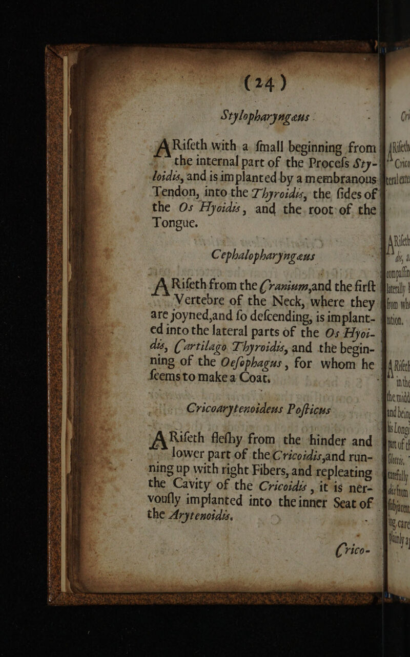 4 ry ; 4 (24) Stylopharyngans : Tongue. | A\Rifeth from the (7 yaniumand the firft Vertebre of the Neck, where they feemsto make a Coat, Cricoarytenoideus Pofticus ARifeth flethy from the hinder and lower part of the Cricoidis,and run- ning up with right Fibers, and repleating the Cavity of the Cricoidis , it is ner- / A Reet inthe the Arytenoidss.