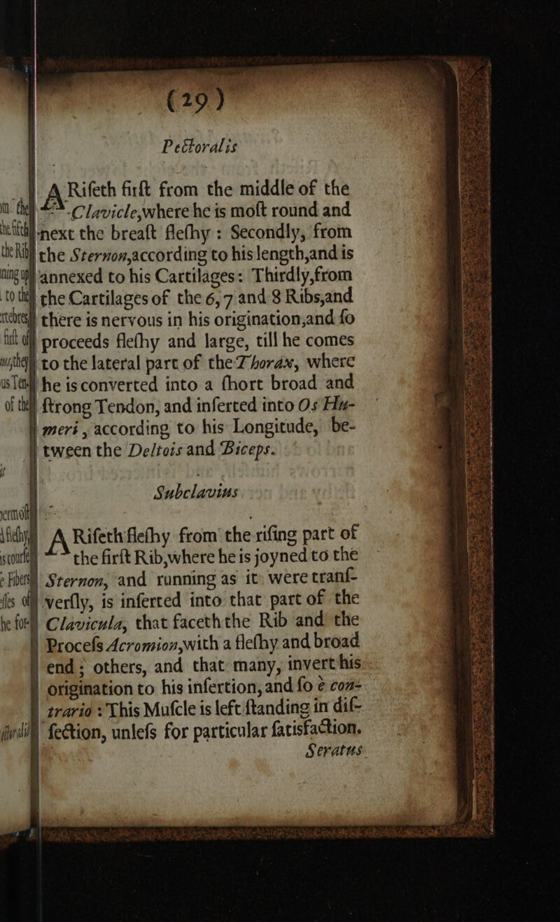 Peétoralis | ARifeth firft from the middle of the tt i **. Clavicle,where he is moft round and ‘ett exe the breaft Alefhy : Secondly, from tie Ri ithe Sternon,according to his length,and is ting ih ‘annexed to his Cartilages: Thirdly,from to the the Cartilages of the 6,7 and 8 Ribs,and eon | there is nervous in his origination,and fo mt uy proceeds flefhy and large, till he comes wifi to the lateral part of the Thorax, where wTeM he isconverted into a fhort broad and of ttl ftrong Tendon, and inferted into Os Ha- | meri, according to his Longitude, be- ‘tween the Deltois and Biceps. f Subclavius ' c - ermot Ni fey A Rifethflethy from’ the rifing part of scout the firft Rib,where he is joyned to the > bes) Sternon, and running as it: were tranf- (és fl verfly, is inferced into that part of the he fol Clavicula, that faceththe Rib and the ) Procefs Acromion,with a flefhy and broad ) end; others, and that: many, invert his | origination to his infertion, and fo @ con- | zrarid This Mutcle is left ftanding in dif- dual fe€tion, unlefs for particular fatisfaction. Seratus.