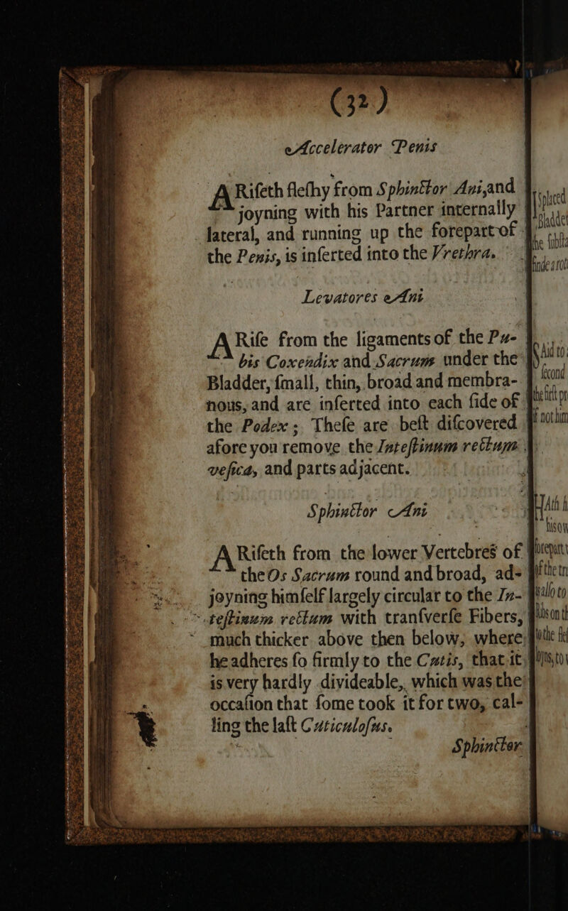 i eAccelerator Penis ARilfeth flefhy from Sphinktor Aviand | * joyning with his Partner internally | fateral, and running up the forepart-of the Penis, is inferted into the Vrethra. Levatores eAnt Axil from the ligaments of the Pz- | <* bis Coxendix and Sacrum under the i\ Bladder, fmall, chin, broad and membra- | nous, and are inferted into each fide of | the Podex: Thefe are belt difcovered | afore you remove the Jate/tinum rettum 4 veficd, and parts adjacent. | Ad to; cond efi pn f not hin Sphinklor Ani “¥ di ae. # tison A Rifech from the lower Vertebreg of | orepat the Os Sacrum round and broad, ads piitietn joyning himfelf largely circular to the Zz-\ ballot ~.teftieum rettum with tranfverfe Fibers, mt much thicker above then below, where ill he adheres fo firmly to the Cais, that it, bjs is very hardly divideable,. which was the occafion that fome took it for two, cal- ling the lat Caticulofus. ate FIA Om Oe ST STNBY le ns REIN ei Ge Ea essence ey Pla, 3 art r wpe y Bante COME Seah See: eee ee é a es = Sphincter. i