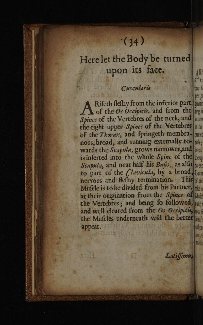 erate artery nor ae Raa Pt Payee eo Sr We Ee Pim aes oe =f EE pie — ae ppenine Cuccularis Rifeth flefhy from the inferior part) sini of the Os Occipites, and from the) neti Spines of the Vertebres of the neck, and ia the eight upper Spizes of the Wertebres} in his of the Thorax, and fpringeth membia-) tric nous, broad, and running externally to- wards the Scapula, grows narrower,and isinferted into the whole Spine of the) ey Scapula, and near half his Bafis, as allo} tireer to part of the (Vavicula, by a broad. Grey nervous and flefhy termination. This} Mulele is to be divided from his Partner, jie, at their origination from the Spies: of} \u() the Vertebres; and being fo followed, |tij¢, and well cleared from the Os Occipstzy\yy 6 the’ Mufcles underneath wall the better} tin appear. ;
