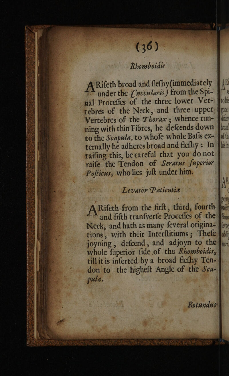 Rhomboides ARifeth broad and flefhy(immediately 7 under the (wcculards ) from the Spi-: nal Procefles of the three lower Ver- | tebres of the Neck, and three upper ning with thin Fibres, he defcends down to the Scapula, to whofe whole Bafis ex- | raifing this, be careful chat you do not | raife the Tendon of Seratus fuperior | Pofticus, who lies juft under him. Levator Patientia ’ ARifeth from the firft, third, fourth and fifth tranfverfe Procefles of the: Neck, and hath as many feveral origina- | tions, with their Interftitiums; Thefe | whole fuperior fide of the Rhomboidis, | tillitis inferted by a broad flefhy Ten- | don'to the higheft Angle of the Sca-| pula.
