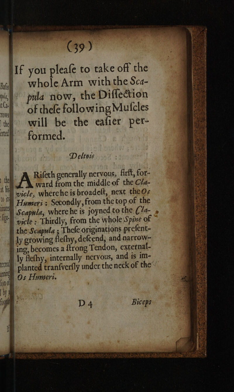 ey | Hf you pleafe to take off the whole Arm with the Sca- wa now, the Diflection of thefe following Mutcles will be the eafier per- formed. D eltor ie i Humeri : Secondly, from the top of the | Scapula, where he is joyned to the (la- » ll escle ; Thirdly, from the whole Spine of § the Scapula ; Thefe originations prefent- I ly growing flefhy, defcend, and narrow- ing, becomes a {trong Tendon, external- ) ly Alefhy,-internally nervous, and is im- it) planted tranfverfly under the neck of the ) Os Humeri. Ae I Bee oe Vee oS Ts TE ae ae ae —&lt;Z aise hart Secae! : i alee, See ee Fea: Z ree ng WEE &lt;2 Ae ‘* fe eet) es) 4 ASB ant Be alee « Rowe ed a = os ele Pate oy z , 7 sy Ck ate Set z eh foe gwen Ub ee shed % fh, » - remit at RRs es Se ae b a ae Re taps = Reta} ae e D4 Biceps