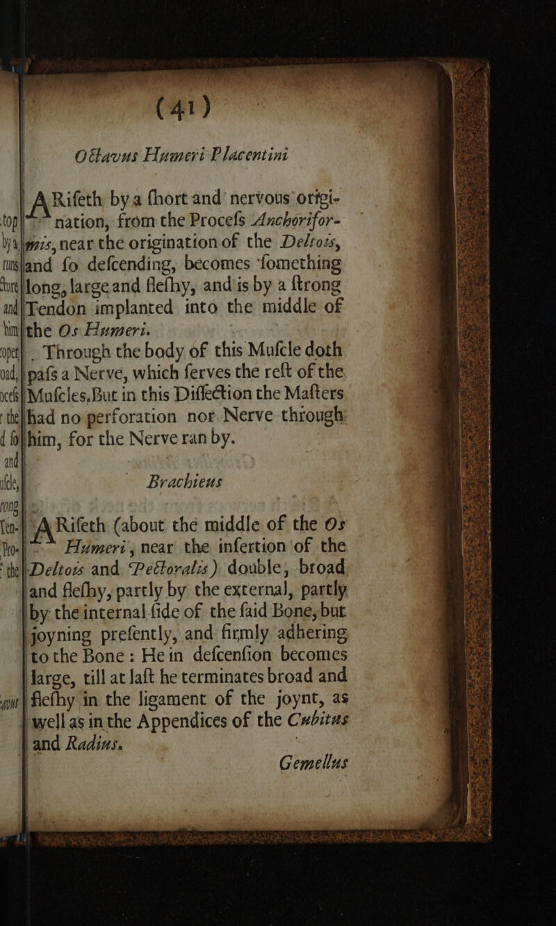 Ottavus Humeri Placentini | (ABileth bya fhort and nervous ortei- top| nation, from the Procefs Anchorifor- alms, near the origination of the Delton, misland fo defcending, becomes ‘fomething ‘oe Jong, largeand flefhy, and is by a {trong ud|Tendon implanted into the middle of hnithe Os Humeri. one _ Through the body of this Mufcle doth aid,) pafs a Nerve, which ferves the reft of the eh] Mufcles, Buc in this Diflection the Mafters tehad no perforation nor Nerve through { fo} him, for the Nerve ran by. and ule, Brachieus rong) Ten} ARifeth (about the middle of the Os ho-|-- Hameri', near the infertion of the ‘te|-Deltors and, Pectoralis) double, broad and flefhy, partly by the external, partly by theinternal-fide of the faid Bone, but jjoyning prefently, and firmly adhering | tothe Bone: Hein defcenfion becomes Jarge, till at laft he terminates broad and flefhy in the ligament of the joynt, as } well asin the Appendices of the Cxbitus | and Radius. : Gemellus are onan = WE eS Y ago Re os EPS ey Pe S53 2 an Tae se Sit = = SIF - oo 4 5 1.39 : : ert hee si ; Sok a ee ee ae rs 3 oe “&lt; Se FP x aS are =: fe aes te ae y r Fonts &gt; 2 4 ac A aS fe ee +s as wee SP ha eed . is Pe se OE I ee ees ae ea ek a See Ue aS Mg Sere aes ees EEF 55 8 APSE: Sine ~ eae ot ~ PNR tai IST Atlin iearast Dae vue - Fi OIE a 4 SiN LE Rr De £ a * Whe bre ee