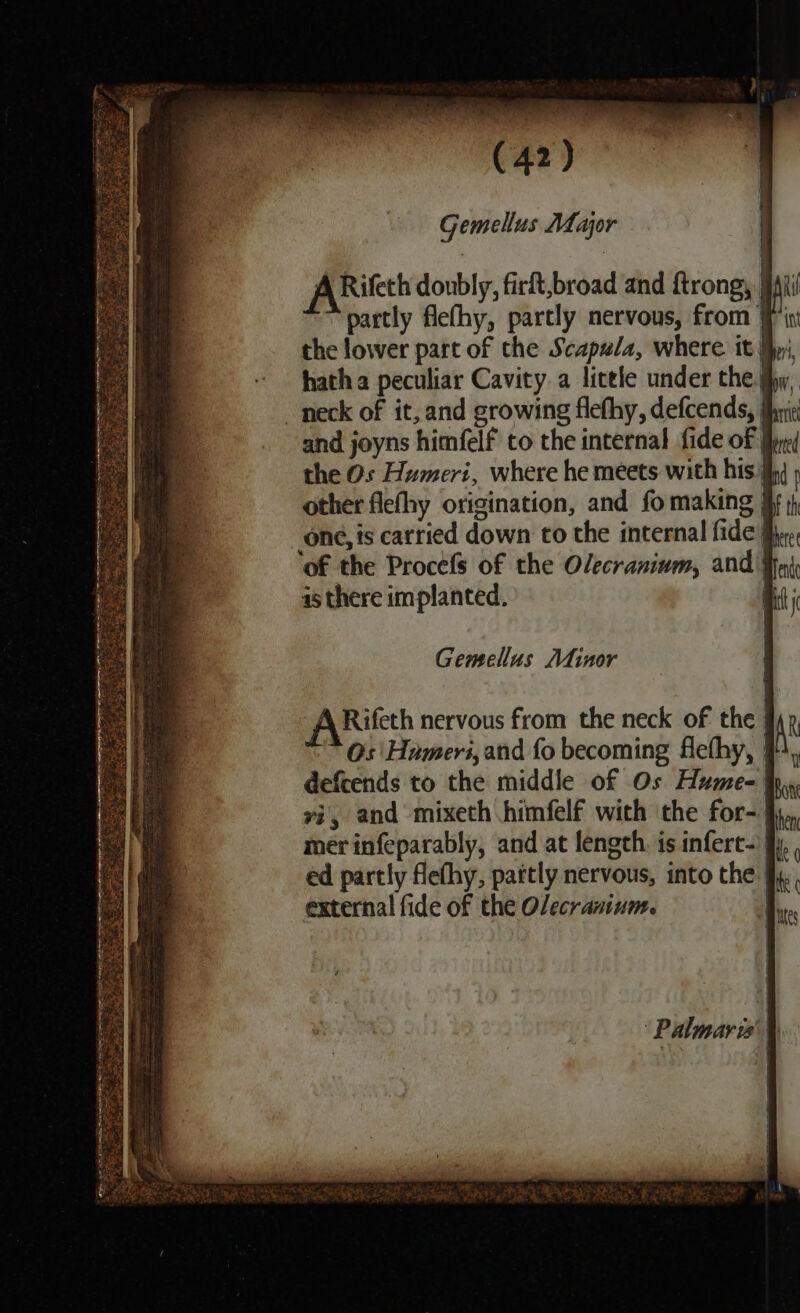 Gemellus Major A Rifeth doubly, firlt,broad and ftrong, | partly flefhy, partly nervous, from the lower part of the Scapzla, where it My, hatha peculiar Cavity. a litele under the.fhy, neck of it, and growing flefhy, defcends, thric and joyns himfelf to the internal fide of jj the Os Humeri, where he meets with his ) other flefhy origination, and fo making § one, is carried down to the internal fide Bye ‘of the Procefs of the Olecranium, and Moi as there implanted. : Gemellus Minor Palmaris' .