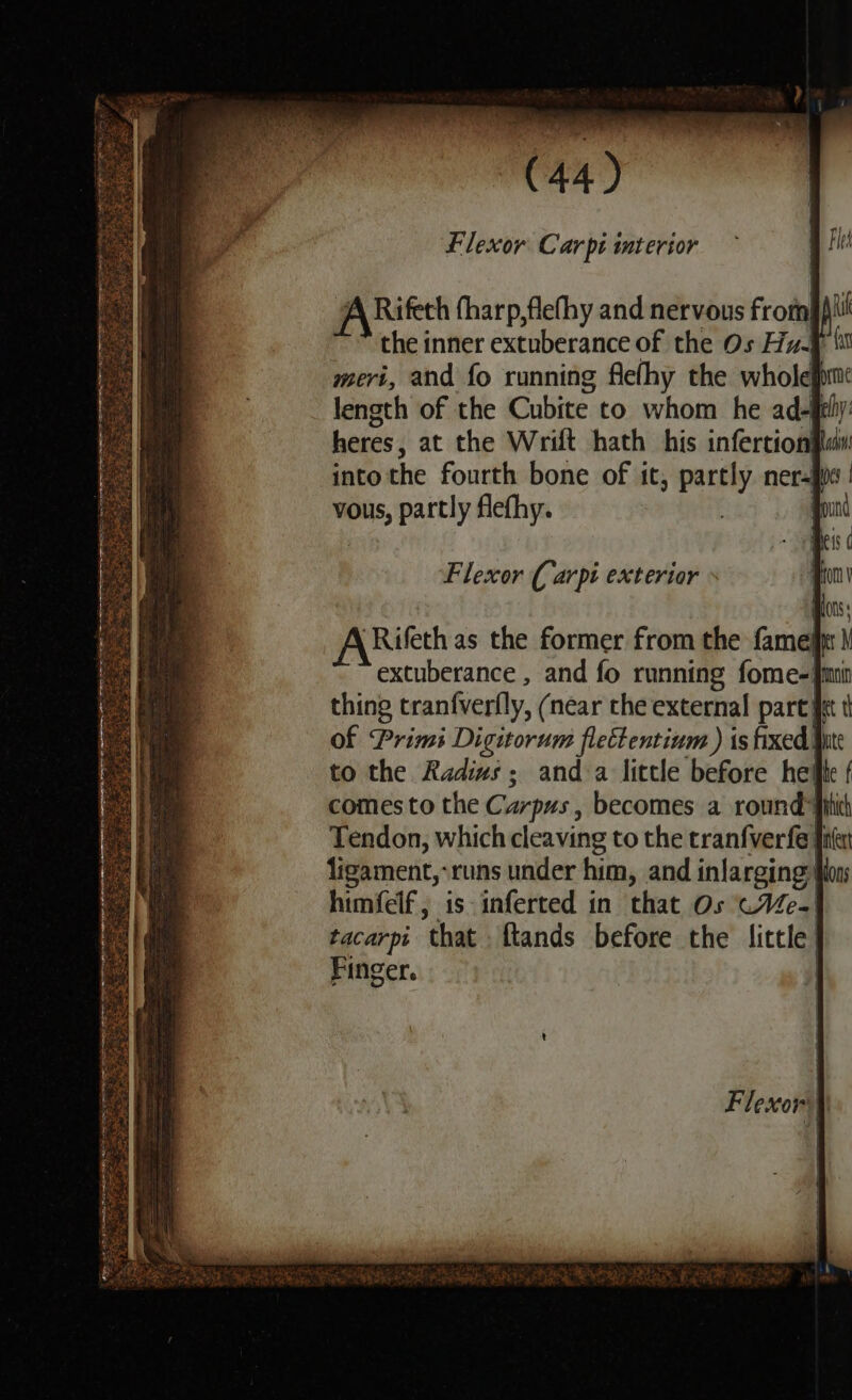 Flexor Carpi interior A Rifeth fharp,flefhy and nervous from! ~~ the inner extuberance of the Os Huff meri, and fo running flefhy the whole} length of the Cubite to whom he ad-§ heres, at the Wrift hath his infertion into the fourth bone of it, partly ner- vous, partly flefhy. Flexor (arpt exterior ARifeth as the former from the fame! extuberance , and fo running fome-| thing tranfverfly, (near che external part) of Primi Digitorum flettentium ) is fixed] to the Radivs; anda little before heilfte f tacarpi that ftands before the little | Finger.