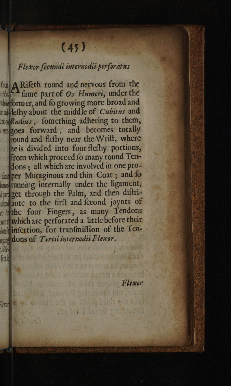 Fletor fecundi internodii perforatns A Rifeth round and nervous from the fame partof Os Humeri, under the ORR P former, and fo growing morc broad and ¢alefhy about the middle of Cubitus and iiRadins , fomething adhering to them; oes forward, and becomes totally round and fiefhy near the Wrilt, where fneis divided into four flefhy portions, From which proceed fo many round Ten- dons; all which are involved in one pro- Iper Mucaginous and thin Coat ; and fo running internally under the ligament, \ntfget through the Palm, and then diftri- Flexor
