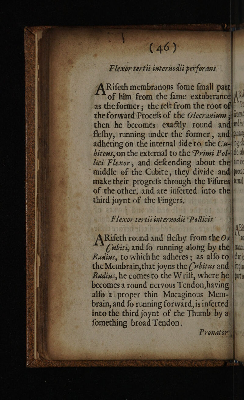 snes ors Flexor tertitinternodsi perforans A\Rifeth membranous fome fmall part} of him from the fame extuberance} AR as theformer; the tet from the root of} the forward Procefs of the Olecraninm ;{ii00! then he becomes) exaétly round andj flefhy, running under the former, and)jputil adhering on the internal fide to, the Cv|ig 0 biteus, on the external to the Primi Polit 1) lici Flexor, and defcending about thei middle of the Cubite, they divide and jp make their progrefs through the Fifureg tei of the other, and are inferted into the} third joynt of the Fingers. ; Flexor tertiiinternodu Pollicis becomes a round nervous Tendon, having | alfo.2 proper thin Mucaginous Mem- | brain, and fo running forward, is inferted } into the third joynt of the Thumb by a} fomething broad Tendon. 4