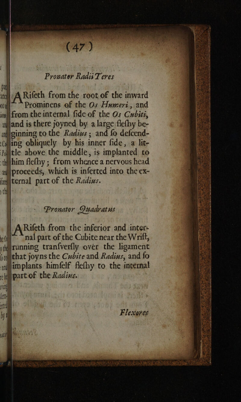 ome Prouater Radi Teves Rifeth from the root of the inward oii’ Prominens of the Os Humeri, and wm from the internal fide of the Os Cwbiti, ijjand is there joyned by a large flefby be- P| ginning to the Radius ; and I fo defcend- (ming obliquely by his inner fide, a lit- ik itle above the middle, is implanted to thijhim flefhy ; from whence a nervous head ima) proceeds, which is inferted into the ex- fingternal part of the Radins. thie Pronater Duadratus | Rifeth from the inferior and inter- dm nal part of the Cubite near the Writt, ytg}running tranfverfly over the ligament pt@that joyns the Cubite and Radius, and fo adgimplants himfelf flefhy to the internal re : partof the Radius. ino fen tcl | bam Flexores pul