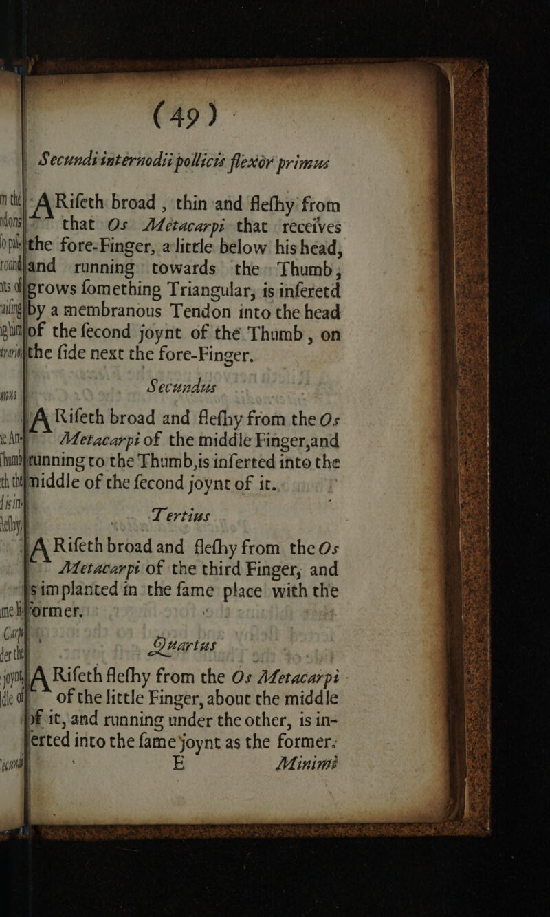 » Secundiinternodii pollicis flexor primus nth} A Rifeth broad , thin and flefhy from ons) that Os ALetacarpi that receives ojitithe fore-Finger, a’litcle below his head, rouidland running towards the Thumb; is dl grows fomething Triangular, is inferetd aiung/by a membranous Tendon into the head glitjof the fecond joynt of the Thumb, on nmapthe fide next the fore-Finger. Secundus VA Rifeth broad and flefhy from the Os | Adetacarpi of the middle Finger,and Tertius Rifeth broad and flefhy from the Os Metacarp: of the third Finger, and jsimplanted in the fame place with the Quartus of the little Finger, about the middle of it, and running under the other, is in- jerted into the fame joynt as the former. aa E Minimi , on 2 Xt Soe $. eaie Sy Swing - 5 ee ee Sh es ee tae ee es tay FS EER he pinta ta ei ot . - 3 ft Pc Pe ea a ot: hE. Soe WFR 4 ‘ “ian rane. SAO TEE Ssh : aoe Ae 23 oe ? ys Pore = Pea te et TS Ke an ohn ‘ ex or cuca ~~ ee SL a eet is pe a Se ae Pee ae ee yea he ae a 2 hI Bn tery, De dealt nec Nae BS ae ad bows + se Jaci Ca le a Ee, Sane ee ee ee ee
