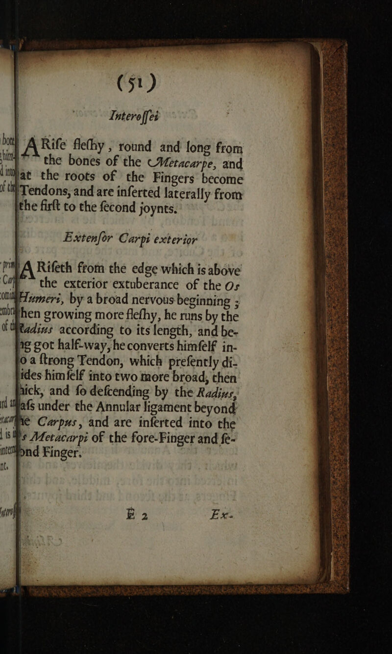 Rife flefhy , round and long from the bones of the CVeracarpe, and Jat the roots of the Fingers become Tendons, and are inferted laterally from ithe firft co the fecond joynts. Extenfor Carpi exterior Rifeth from the edge which is above ly the exterior extuberance of the Os ouiliTamers, by a broad nervous beginning ; abthhen growing more flefhy, he runs by the Wtadins according to its length, and be- ng got half-way,he converts himfelf in- 0a {teong Tendon, which prefently di- ides himfelf into two more broad, then nick, and fo defcending by the Radins, jafs under the Annular ligament beyond Re Carpus, and are inferted into the is Metacarpi of the fore-Finger and fe- Pond Finger.