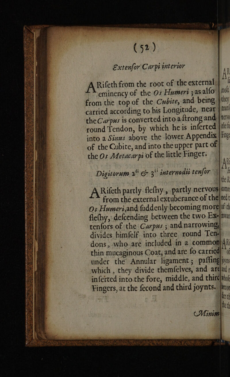 Extenfor Carpi interior ABkifeth from the root of the external “eminency of the Os Humeri ;asalfo | from the top of the Cwbite, and. being, | carried according to his Longitude, neat | the Carpus is converted into adtrong and, | round Tendon, by which he is inferted | into a Sinws above the lower. Appendix |f of the Cubite, and into the upper part of } the Os Metacarpi of the little Finger. Digitorum 2 &amp; 3'' internodis tenfor ARifech partly flefhy., partly nervous) one - from the external extuberance of the} net Os Humeri,and faddenly becoming more}tt th flethy, defcending between the two Exejnnar tenfors of the Carpzs ; and narrowing, divides himfelf into three round Ten dons, -who.are included in a common AR thin mucaginous Coat, and are fo carried) “¢ under the Annular ligament ; paffing}pyns which , they divide themfelves, and arélind ; inferted into.the fore, middle, and thirc}ntot Fingers, at the fecond and third joynts. jl