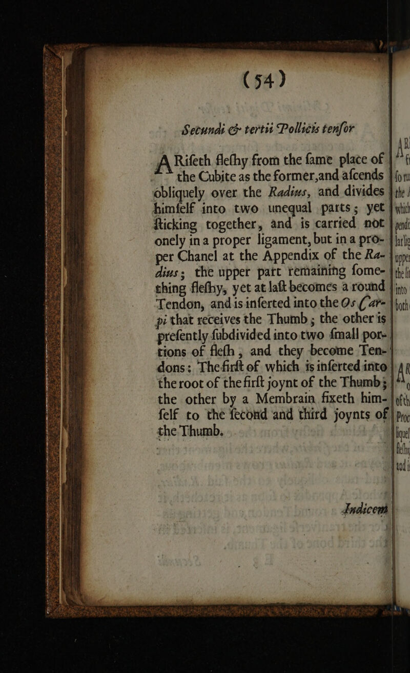 Secundi &amp; tert Polliéts tenfor R A Rifech flefhy from the fame place of | a ~~ the Cubjte as the former,and afcends | {ow obliquely over the Radius, and divides } te! himfelf into two unequal parts; yet J wid fticking together, and is carried not } pa onely ina proper ligament, but ina proe } jy\e per Chanel at the Appendix of the Ra- jinx dius; the upper patt remaining fome- } ei thing flefhy, yet at laft becomes a round Jin) Tendon, ands inferted into the Os (ar= | hy} pi that receives the Thumb ; the other is | prefently {ubdivided into two {mall por-} tions of flefh , and they become Ten-| dons: Thefirlt of which. ts inferted into | Al the root of the firft joynt of the Thumb}; }**, the other by a Membrain fixeth him- | fi felf to the fecond and third joynts of} py the Thumb. : Hie : leh qd