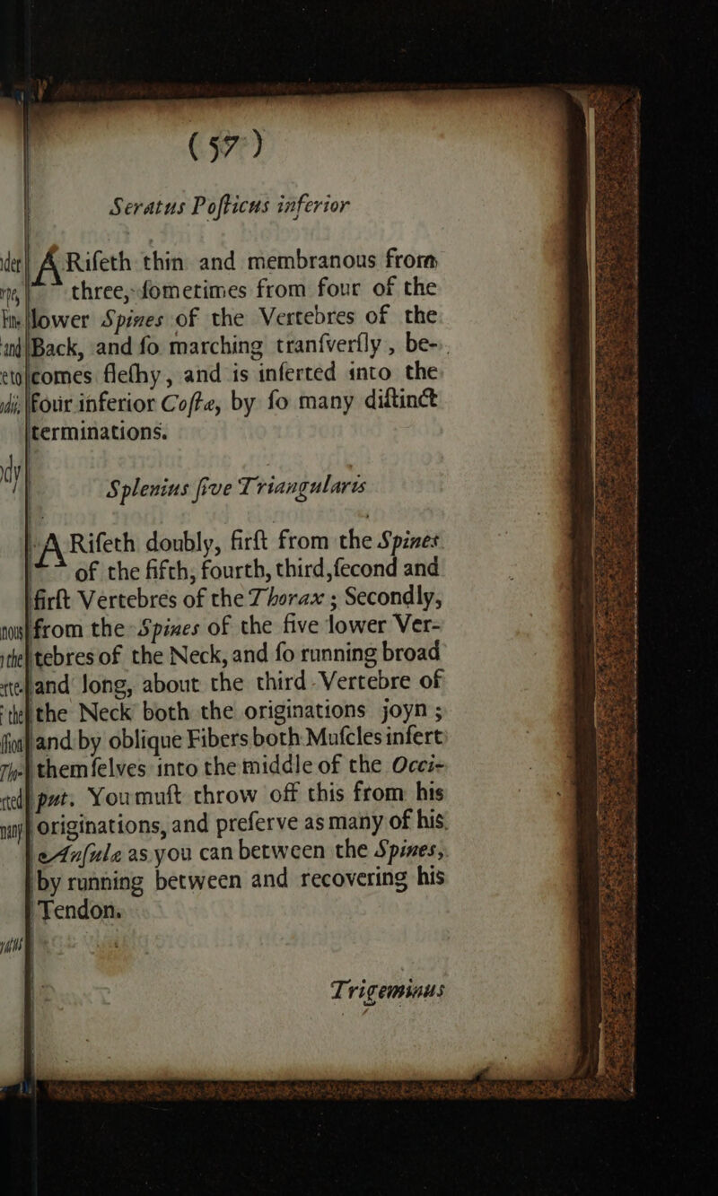 (57°) | ‘ der} A Rafeth thin and membranous froma “a, three, fometimes from four of the Im lower Spines of the Vertebres of the ind|/Back, and fo marching tranfverfly , be-». etoleomes flethy, and is inferted into the i, Four inferior Coffe, by fo many diftinct terminations. dy i Seratus Pofticus inferior Splenius five T; riangularts i ‘ “A Rifeth doubly, firft from the Spines | of the fifth, fourth, third,fecond and firlt Vertebres of the Thorax ; Secondly, nos) from the Spines of the five lower Ver- ithe) tebres of the Neck, and fo running broad tefand Jong, about the third Vertebre of ‘the the Neck both the originations joyn ; fot and. by oblique Fibers both Mutcles infert Tipe them felves into the middle of the Occi- ced pot. Youmuft throw off this from his wp} Originations, and preferve as many of his. eAnfulz as you can between the Spines, ‘by running between and recovering his Tendon. Ty . | j PE EEE - - Saas cease “Line pee é uf 2, &lt;9 A Rie Pee Fae mae = Faia 3 : ‘ St ~ af an OF o . ore A = = eget ahead Reb be, ee Fire Fut ane a + = 1 Ry ee as - ae eee &gt; A ee a are 8 Cee coat AAO can So tae Sr he eee Trigeminus