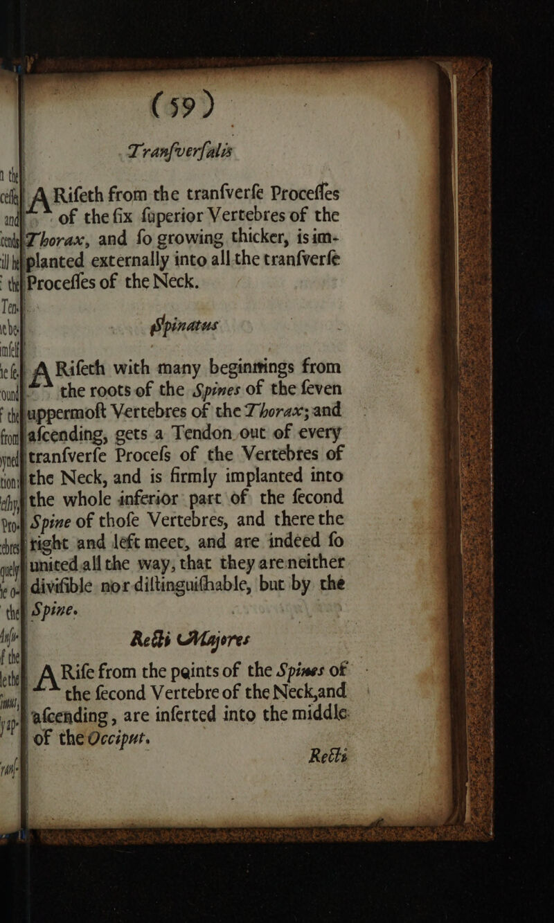 A Rifeth from the tranfverfe Proceffes of the fix faperior Vertebres of the planted externally into all the tranfverfe Procefles of the Neck. Spinatus | A Rifech with many beginitings from *” the roots of the Spies of the feven ‘tebappermoft Vertebres of the Thorax; and foafcending, gets a Tendon out of every Heranfverfe Procefs of the Vertebres of ‘npthe Neck, and is firmly implanted into ithe whole inferior part of the fecond | Spine of thofe Vertebres, and there the Fright and left meet, and are indeed fo Juniced.all the way, that they areneither | divifible nox diltinguithable, but by the | Spine. | Reiki Mayjores ARie from the peints of the Spines of /*~ the fecond Vertebre of the Neck,and Vafcending, are inferted into the middle: Hof the Occiput. Reéts