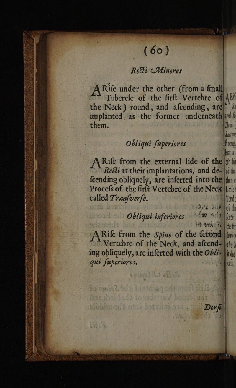 Rethi (Minores Rife under the other (froma {mall} _ ~ Tubercle of the firft Vertebre off AN the Neck) round, and afcending, are) 4 implanted ‘as the former underneath)ani i them. | Obliqui [uperiores Rife from the external fide of the}eh hi Rei at their implantations, and de-| fcending obliquely, are inferted into the Frocefs of the firft Vertebre of the Neck | Obliqui inferiores 9 ee OD he ARile from the Spine of the fecond | Vertebre of the Neck, and afcends | the ) ing obliquely, are inferted with the Ob/:2 | it( qui {uperiores. ‘