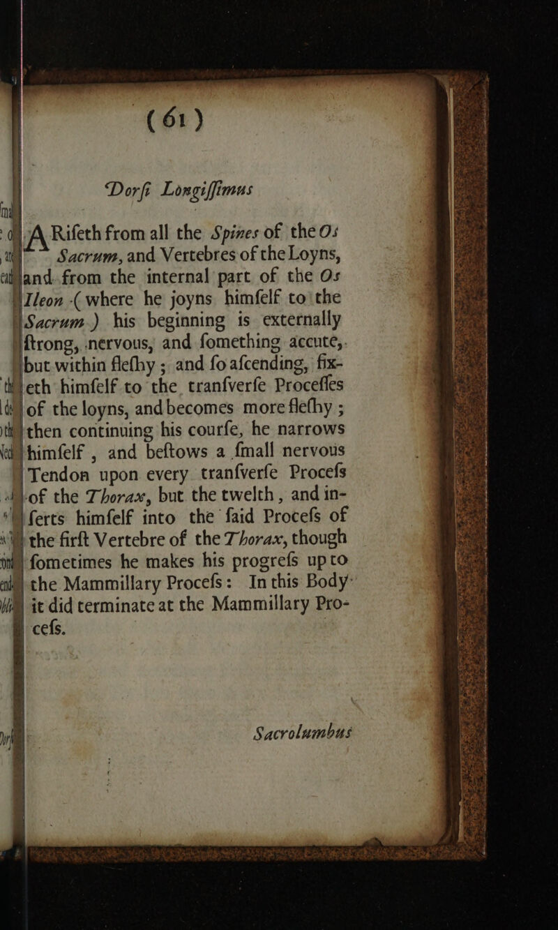 Dorfi Longiffimus A Rilfeth from all the Spines of the Os ~ Sacrum, and Vertebres of the Loyns, ijjand.from the internal part of the Os Ileon where he joyns himfelf tothe Sacrum.) his beginning is externally ftrong, nervous, and fomething accute,. but. within flefhy ; and fo afcending, fix- ‘eth himfelf to the, tranfverfe Procefles ti] of the loyns, andbecomes more flefhy ; tiythen continuing his courfe, he narrows d himfelf , and beftows a {mall nervous 'Tendon upon every tranfverfe Procefs of the Thorax, but the twelth , and in- \ferts himfelf into the faid Procefs of Wl} the firft Vertebre of the Thorax, though iw) fometimes he makes his progrefs upto i) the Mammillary Procefs: In this Body: Wiis) it did terminate at the Mammillary Pro- cefs. Sacrolumbus