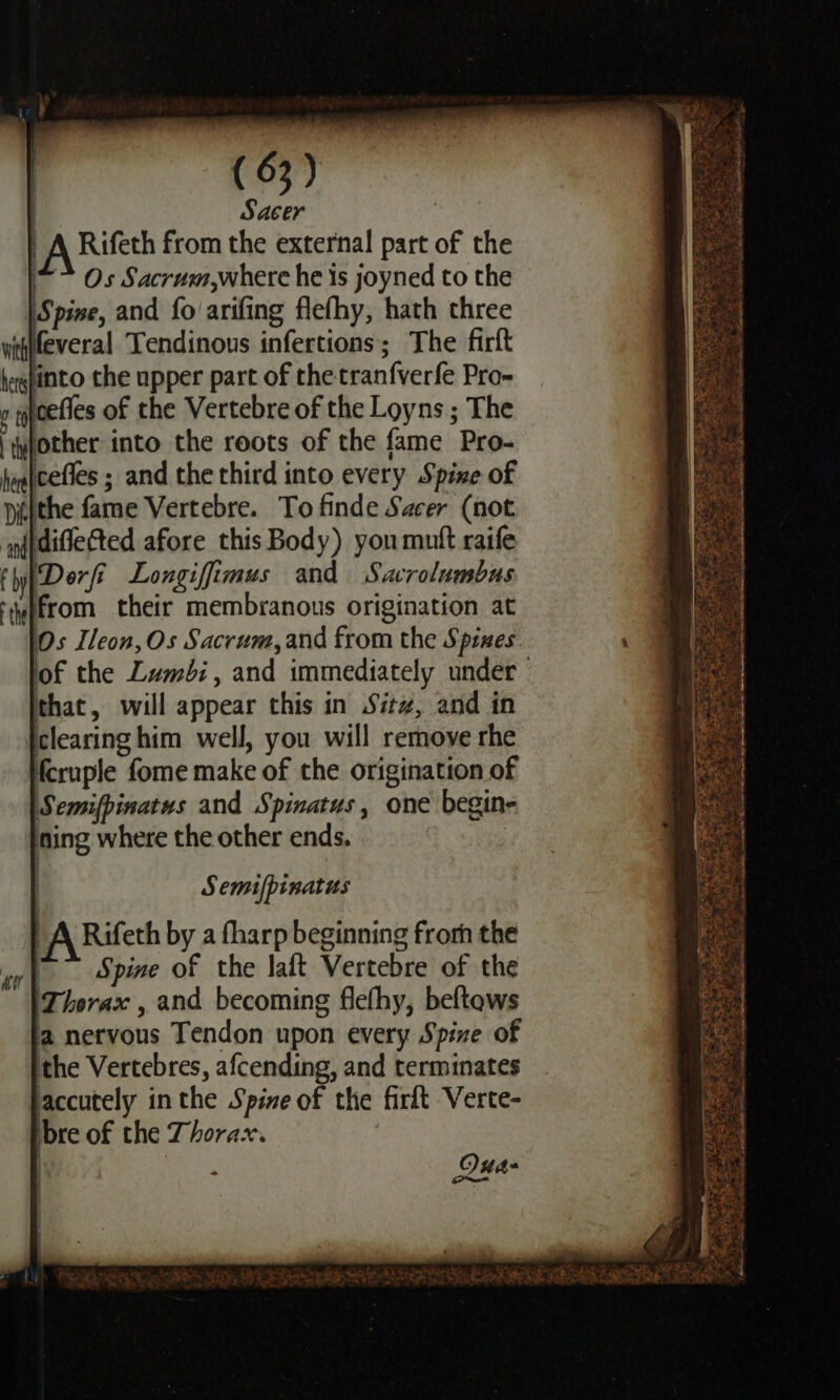 | Sacer | A Rifeth from the external part of the “&gt; Os Sacrum,where he is joyned to the Spine, and fo’ arifing flefhy, hath three witifeveral Tendinous infertions; The firft heglinto the upper part of the tranfverfe Pro- g yeefies of the Vertebre of the Loyns ; The (ywwother into the roots of the fame Pro- hiajcefles ; and the third into every Spine of pitithe fame Vertebre. To finde Sacer (not niidiflected afore this Body) you mult raife f by Dor ft Longiffimus and Sacrolumbus from their membranous origination at Os Tleon, Os Sacrum, and from the Sprxes ‘of the Luméi, and immediately under S emi/pinatus _A Rifeth by a fharp beginning frorh the ww) Spine of the laft Vertebre of the 'Therax , and becoming flefhy, beftows la nervous Tendon upon every Spine of ithe Vertebres, afcending, and terminates accutely in the Spine of the firft Verte- ibre of the Thora. ce Qua-