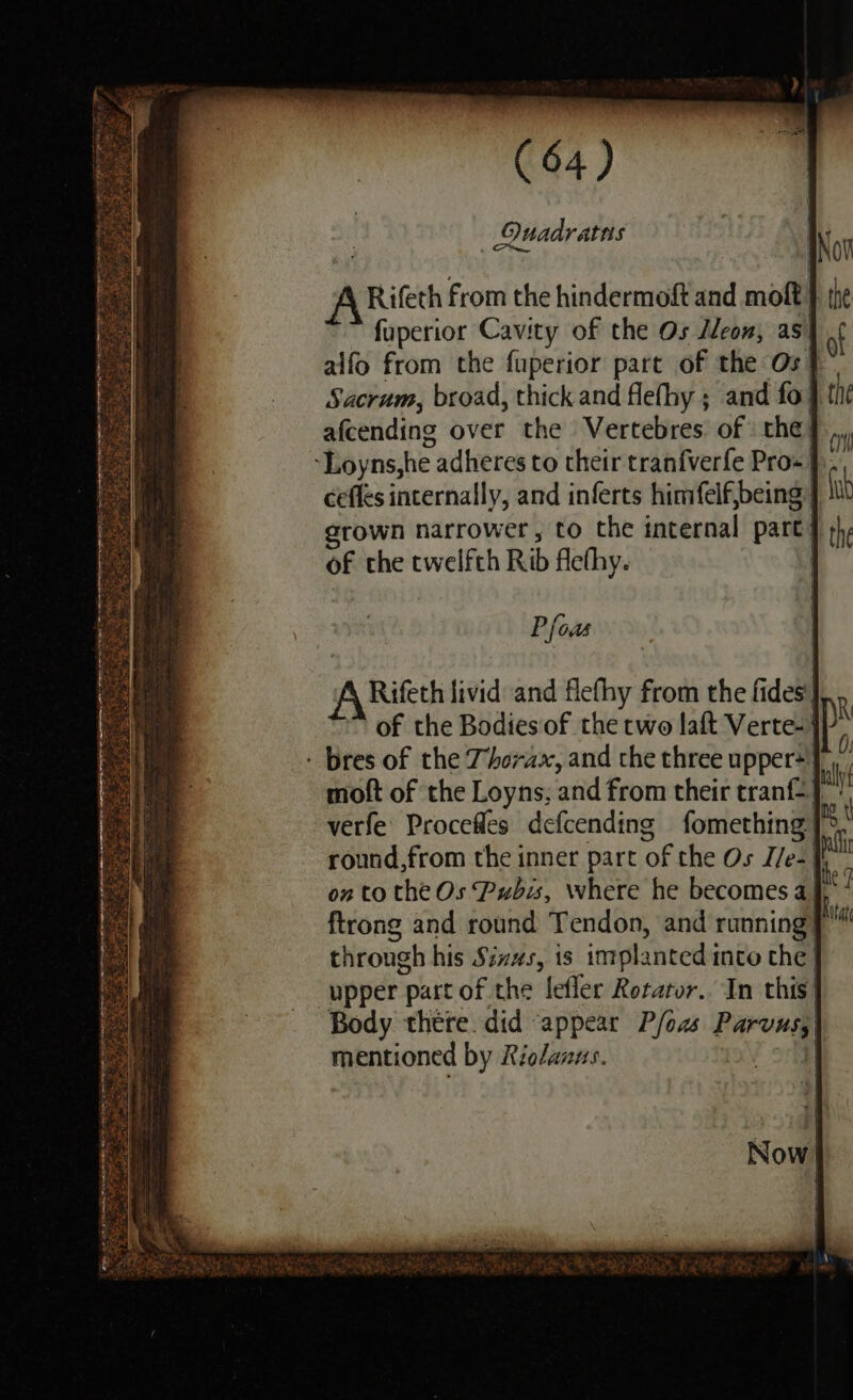 Ouadratts cof, Rifeth from the hindermoft and molt} fuperior Cavity of the Os Jeon, as) alfo from the fuperior part of the Os} Sacrum, broad, thick and flefhy ; and fo} afcending over the Vertebres of the}, ‘Loyns,he > adheres to their tran{verfe Pros |. cefles internally, and inferts himfelf,being | rown narrower, to the internal part i of the twelfth Rib flefhy. Poa of the Bodies of the two laft Verte-} - bres of the Thorax, and the three upper=| moft of the Loyns; and from their tran} verfe Procefles defcending fomething’ round,from the inner part ‘Of the Os Ile- i on to the Os Pubis, where he becomes a} ftrong and round Tendon, and running} through his Sinus, 18 implanted i into the | upper part of the lefler Rotator. In this} Body there. did ‘appear P/oas acta mentioned by Riolanus.